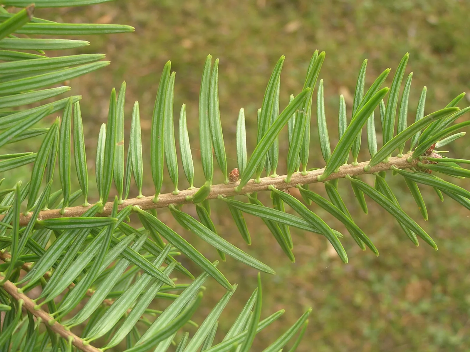 Momi Fir (Abies Firma) — Distinctive for its thick