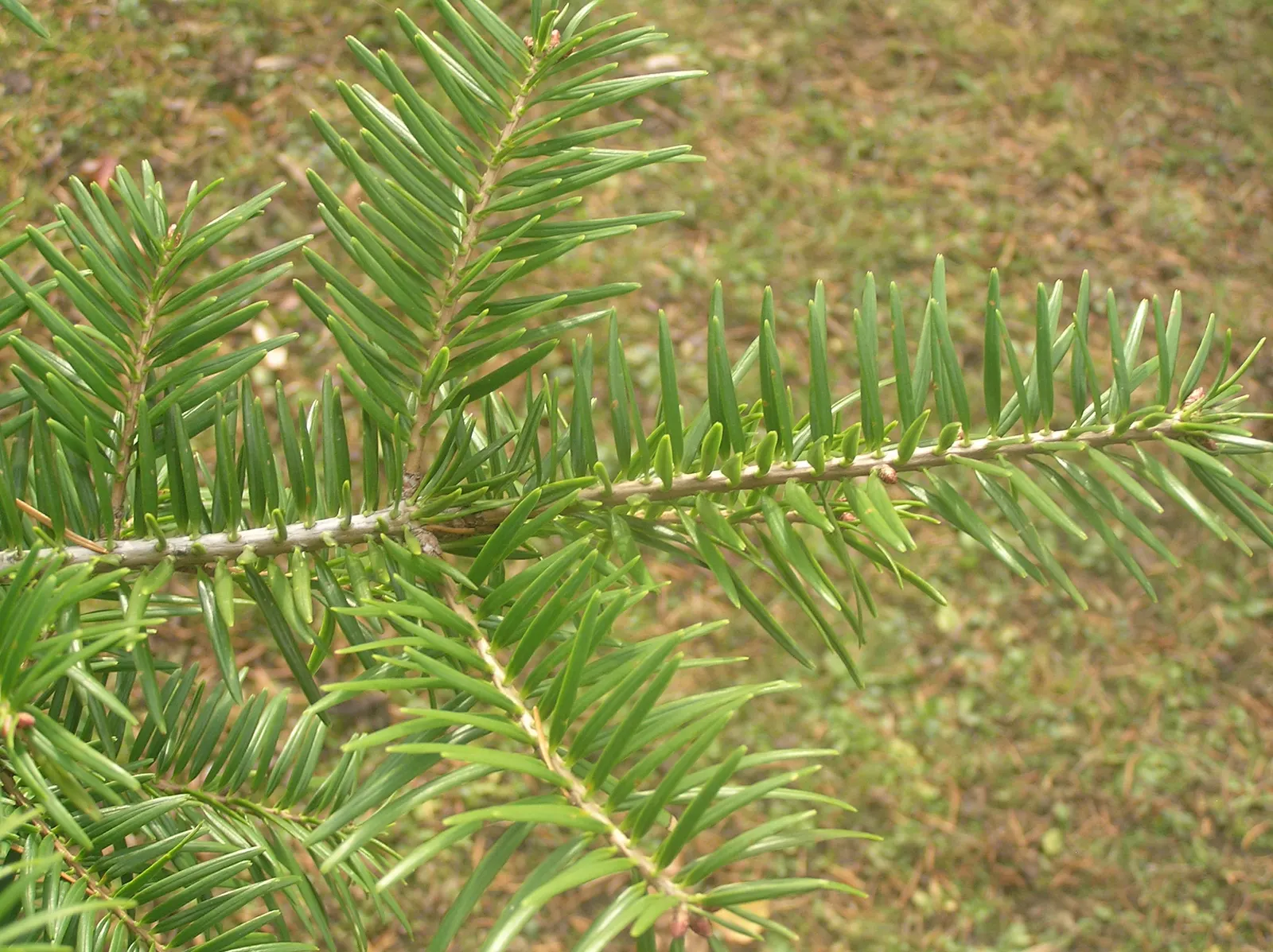 Momi Fir (Abies Firma) — It forms a pyramidal shape, reaching 60-70 ft in height and 20-30 ft in width at maturity