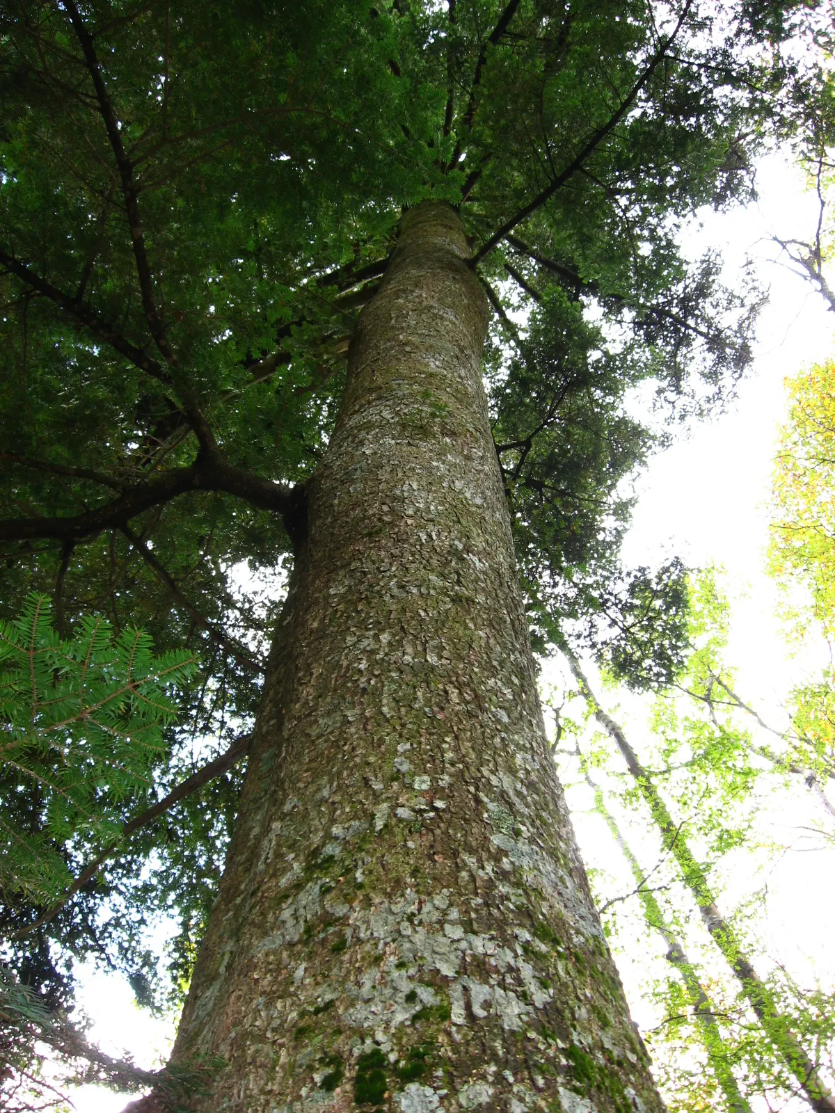 Momi Fir (Abies Firma) — renowned for its robust nature and striking appearance