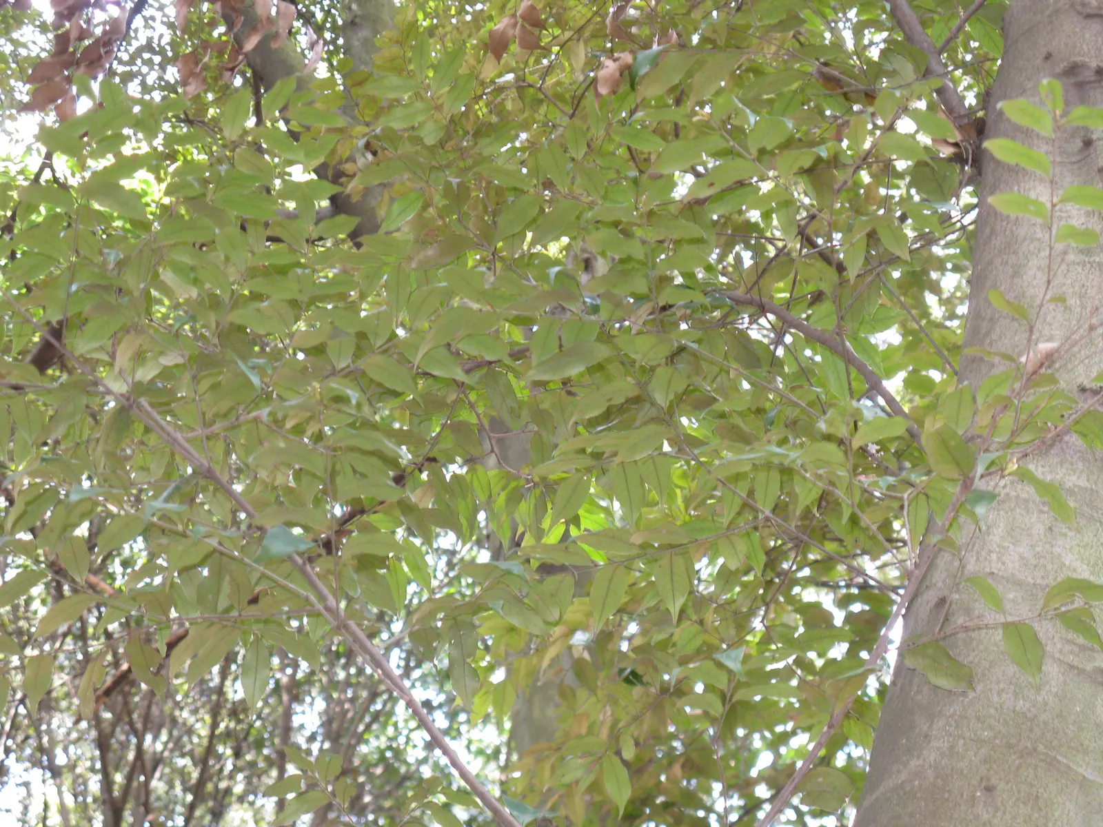 Momi Fir (Abies Firma) — contributing to the dense