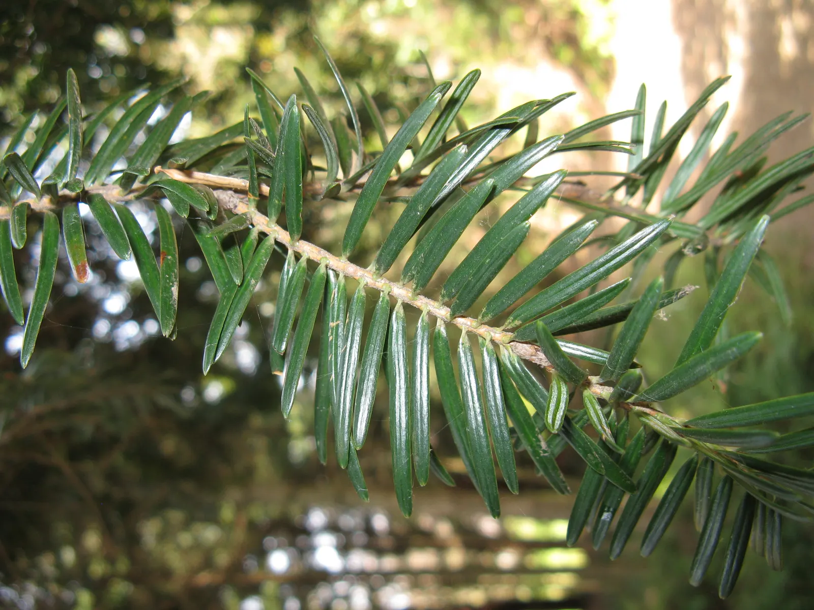 Momi Fir (Abies Firma) — typically growing between 50 to 70 feet tall with a spread of 15 to 25 feet