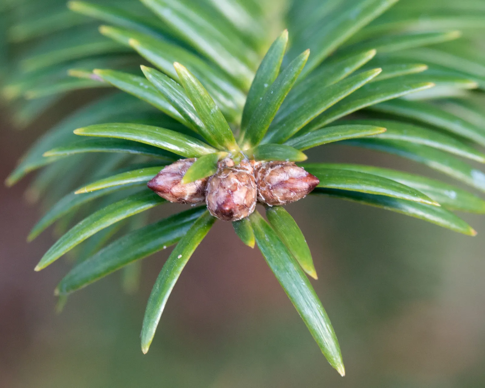 Momi Fir (Abies Firma) — The Momi Fir, Abies firma, is a resilient evergreen conifer native to Japan; distinctive for its thick