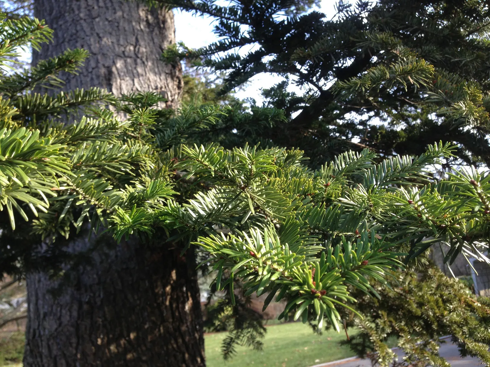 Momi Fir (Abies Firma) — The Momi Fir, Abies firma, is a resilient evergreen conifer native to Japan