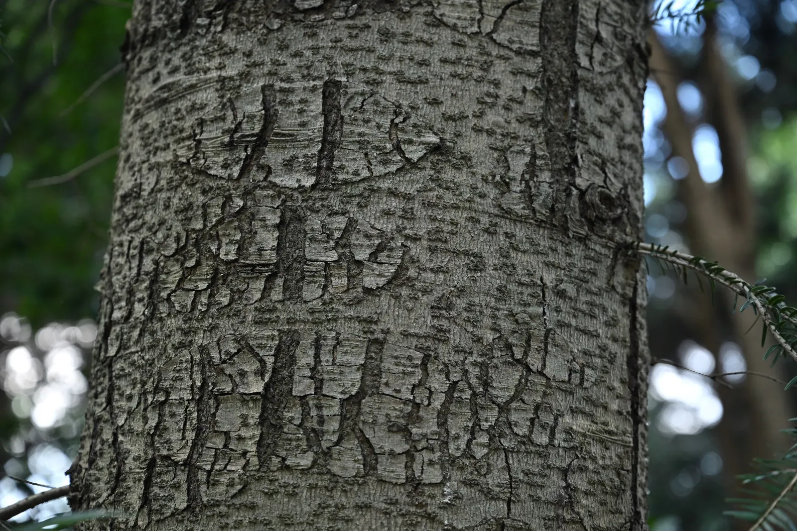 Momi Fir (Abies Firma) — Favored for its deep green, glossy needles and robustness against heat, it thrives in USDA zones 5-8; consider the significant size of