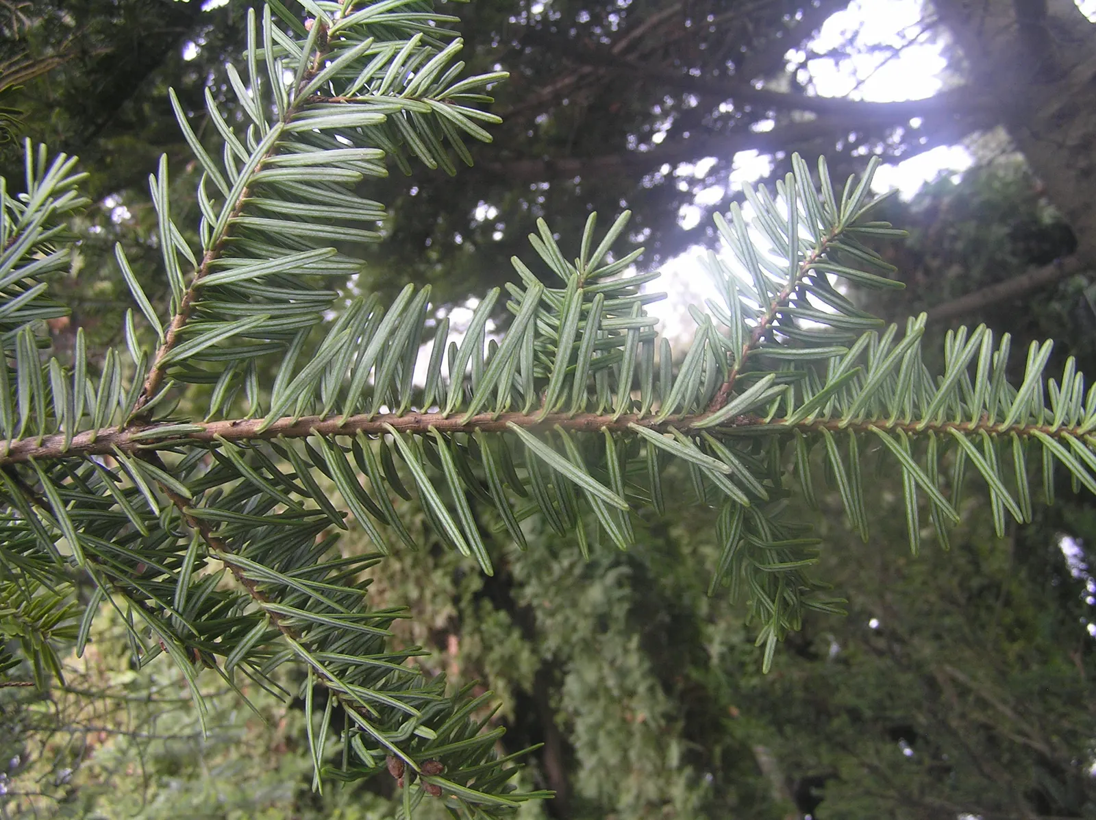 Momi Fir (Abies Firma) — corky bark and purple cones
