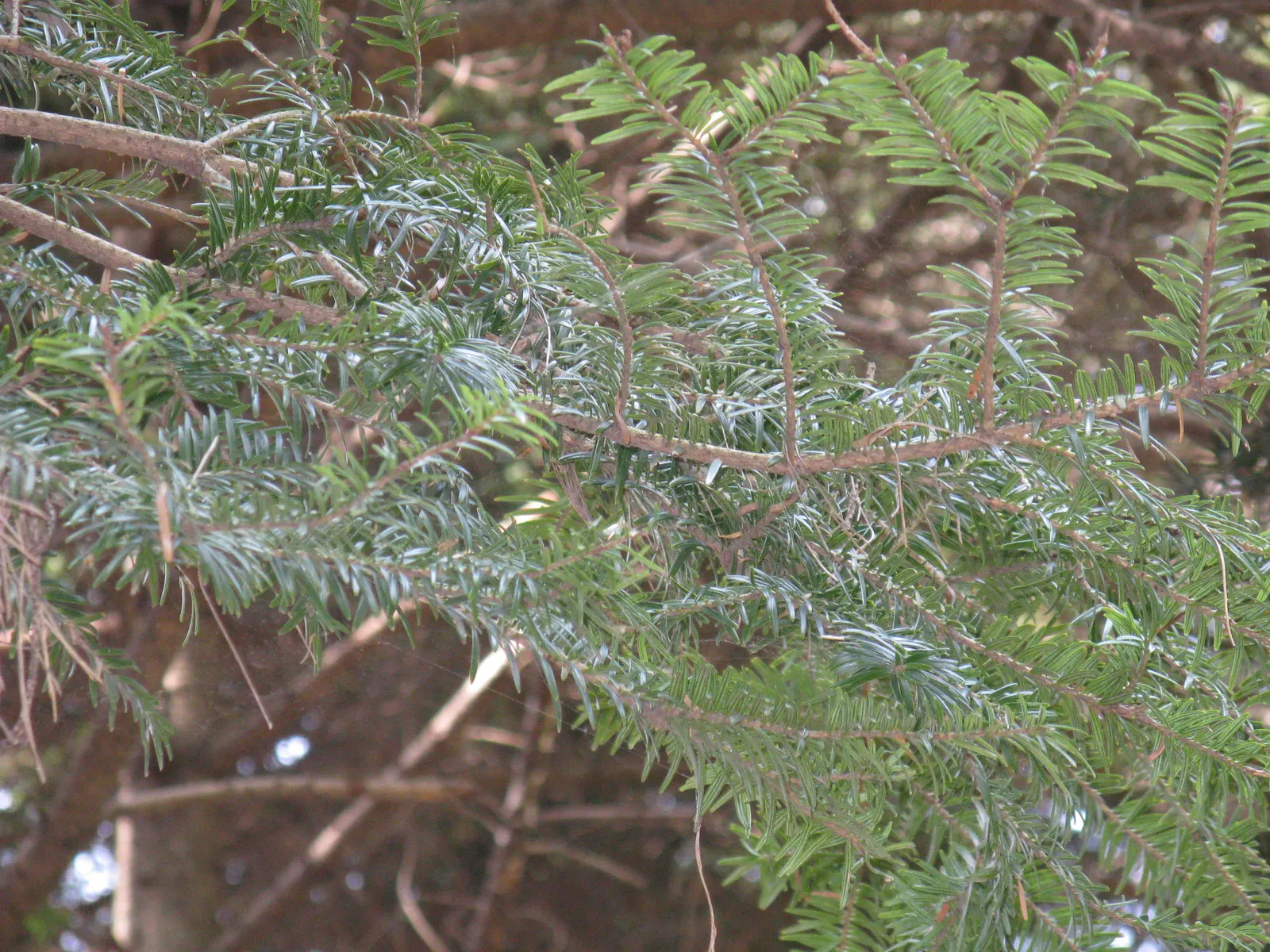Momi Fir (Abies Firma) — It's also resistant to many diseases and pests that commonly affect firs