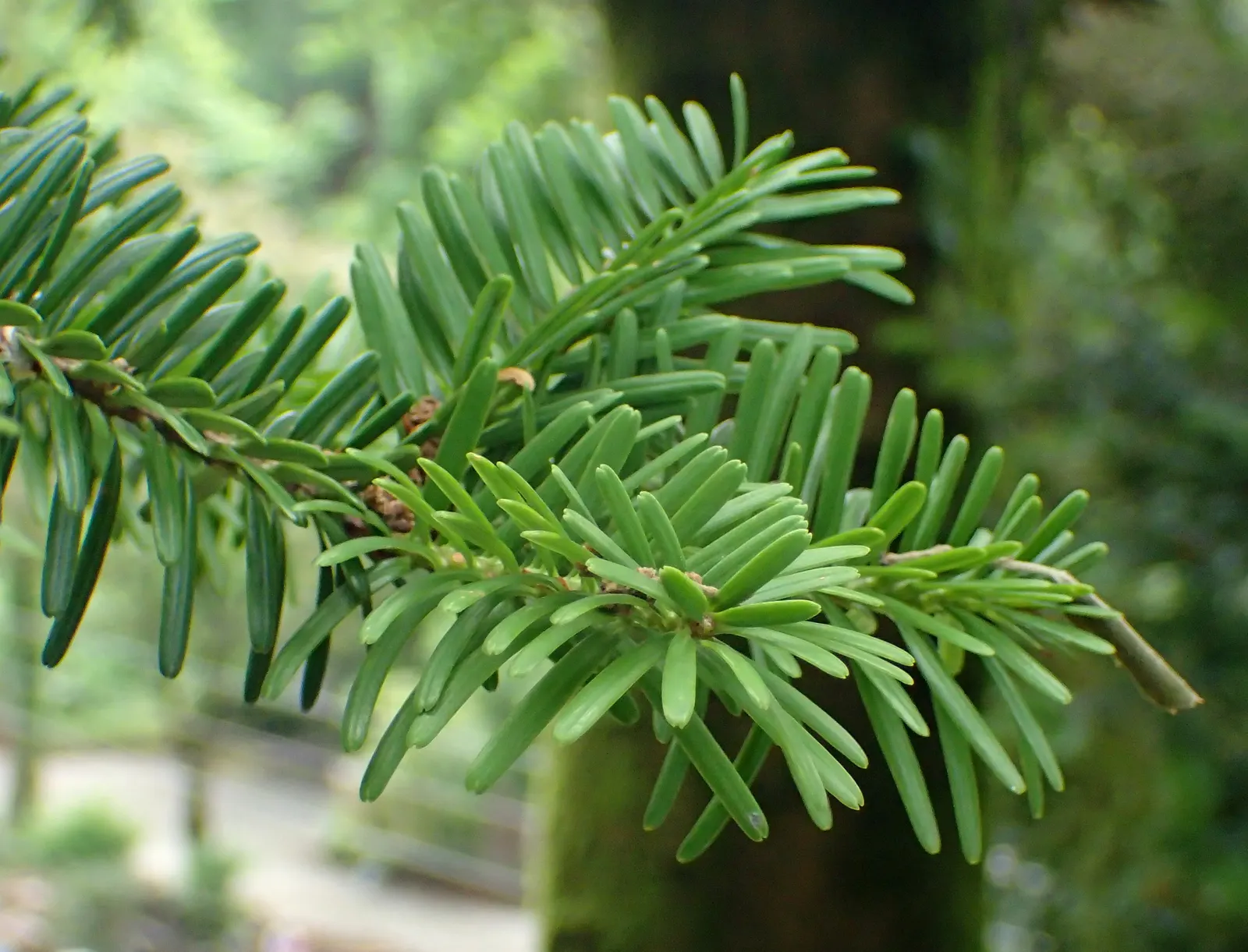 Momi Fir (Abies Firma) — the needles of the Momi Fir exhibit a glossy texture and are arranged spirally on the branches