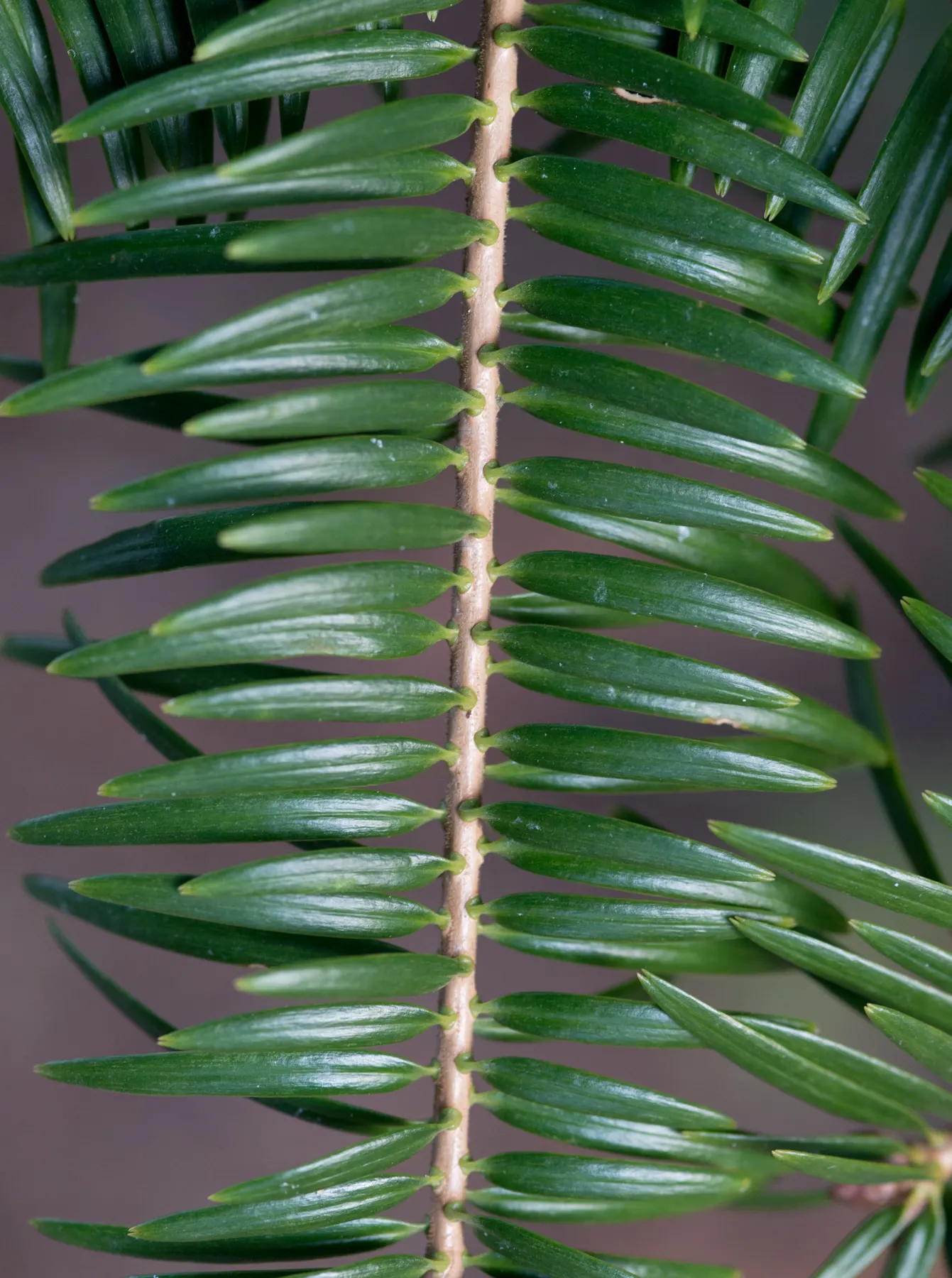 Momi Fir (Abies Firma) — adding to its appeal as a durable addition to the garden