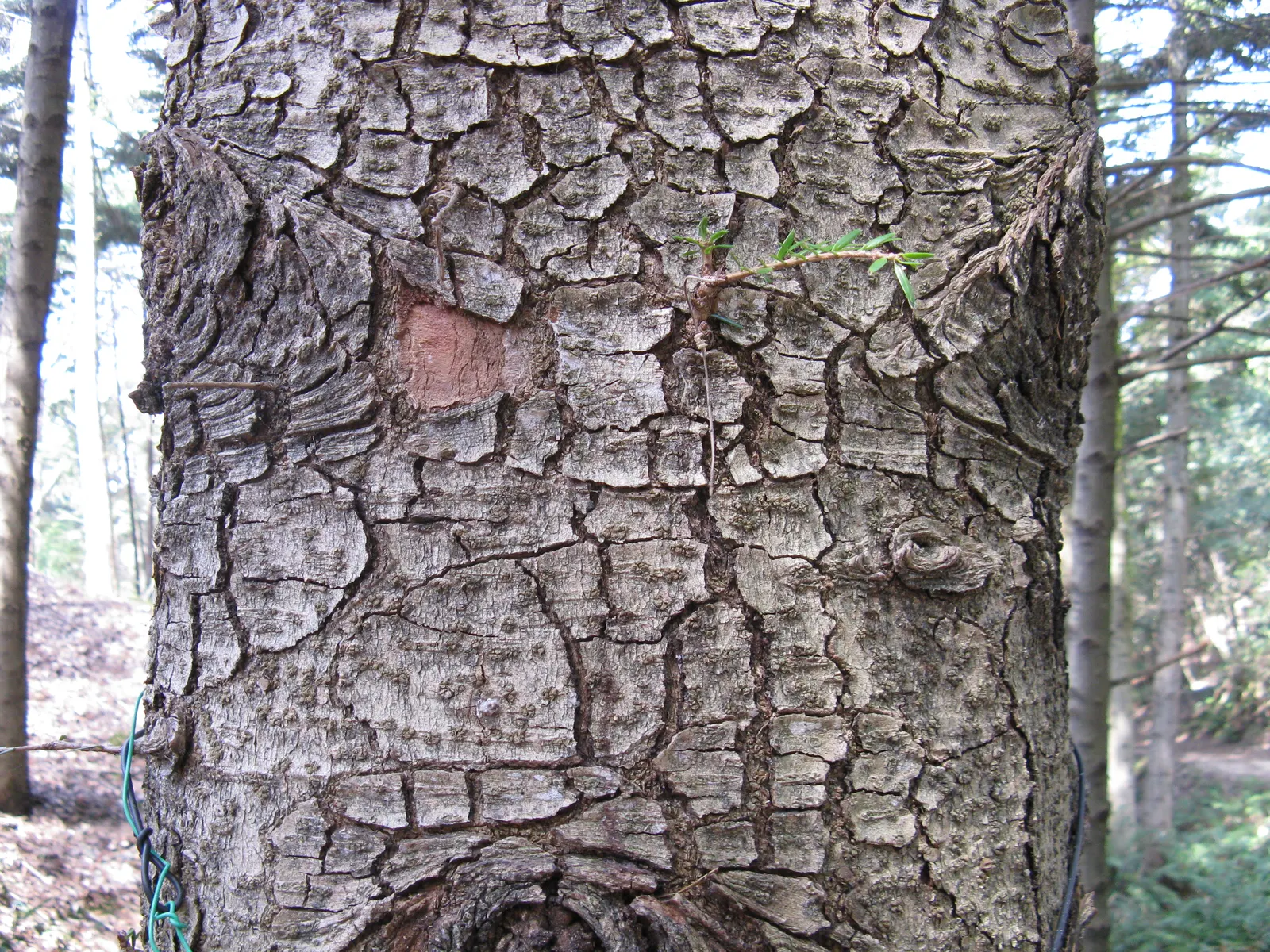 Momi Fir (Abies Firma) — consider the significant size of the mature tree and plant with adequate room for growth