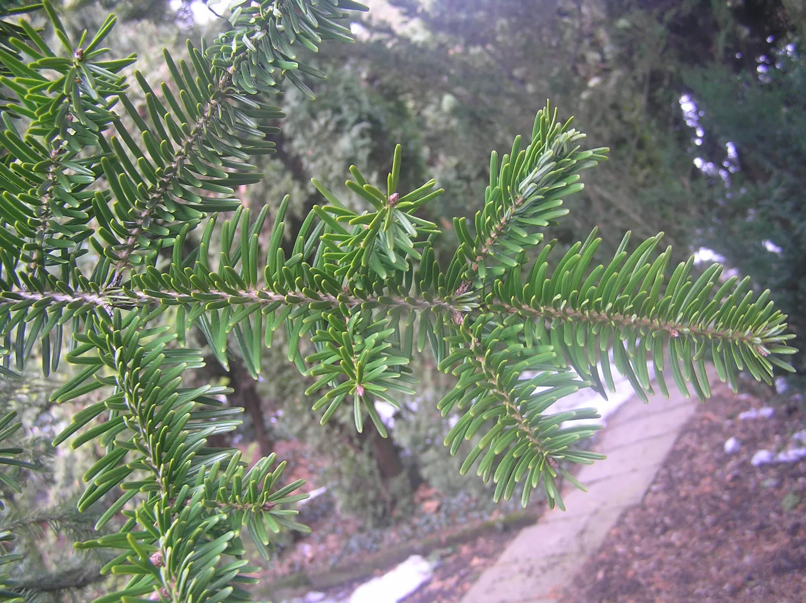 Momi Fir (Abies Firma) — This evergreen can reach impressive heights