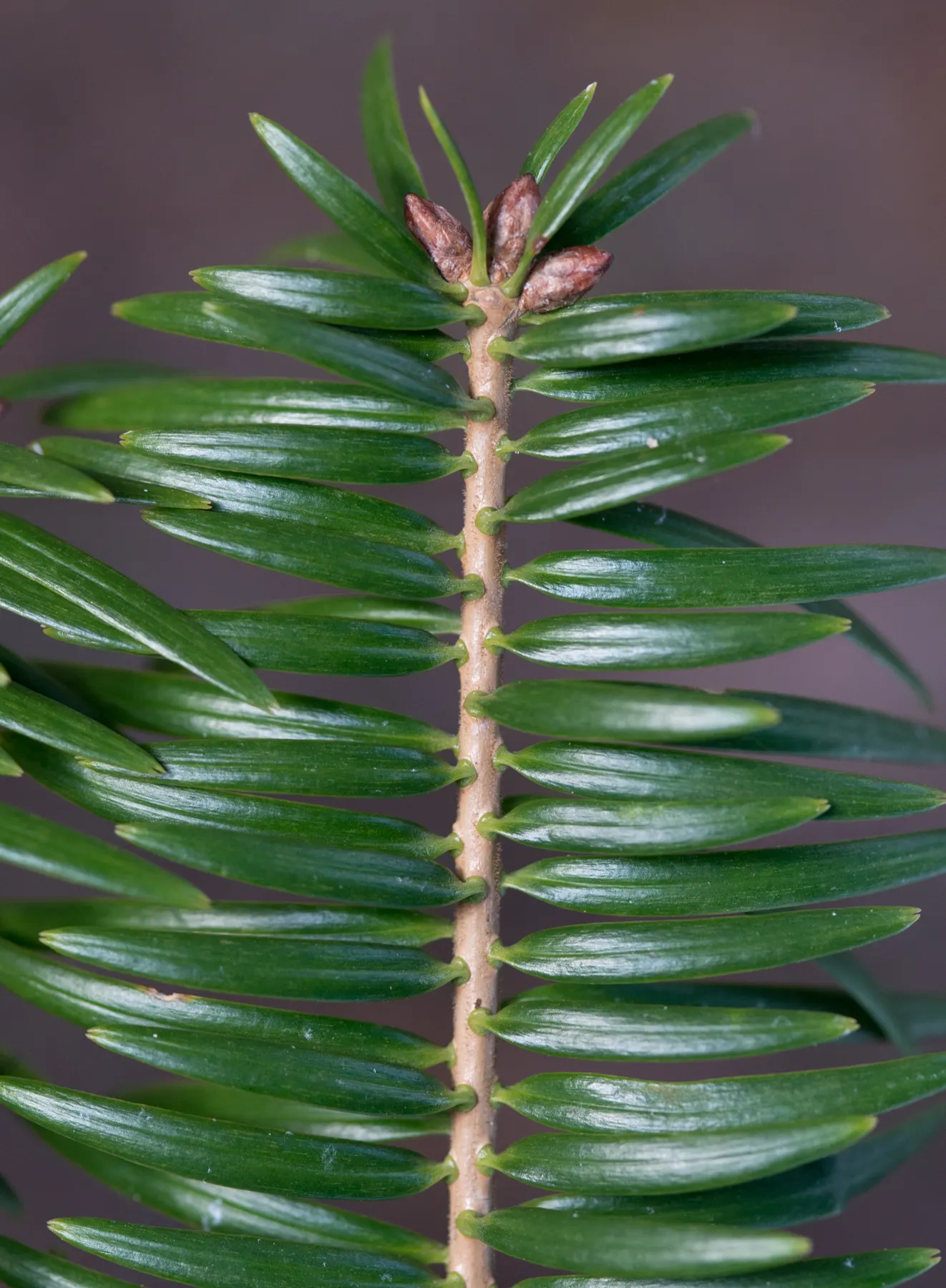Momi Fir (Abies Firma) — acidic soil and thrives in full to partial sunlight