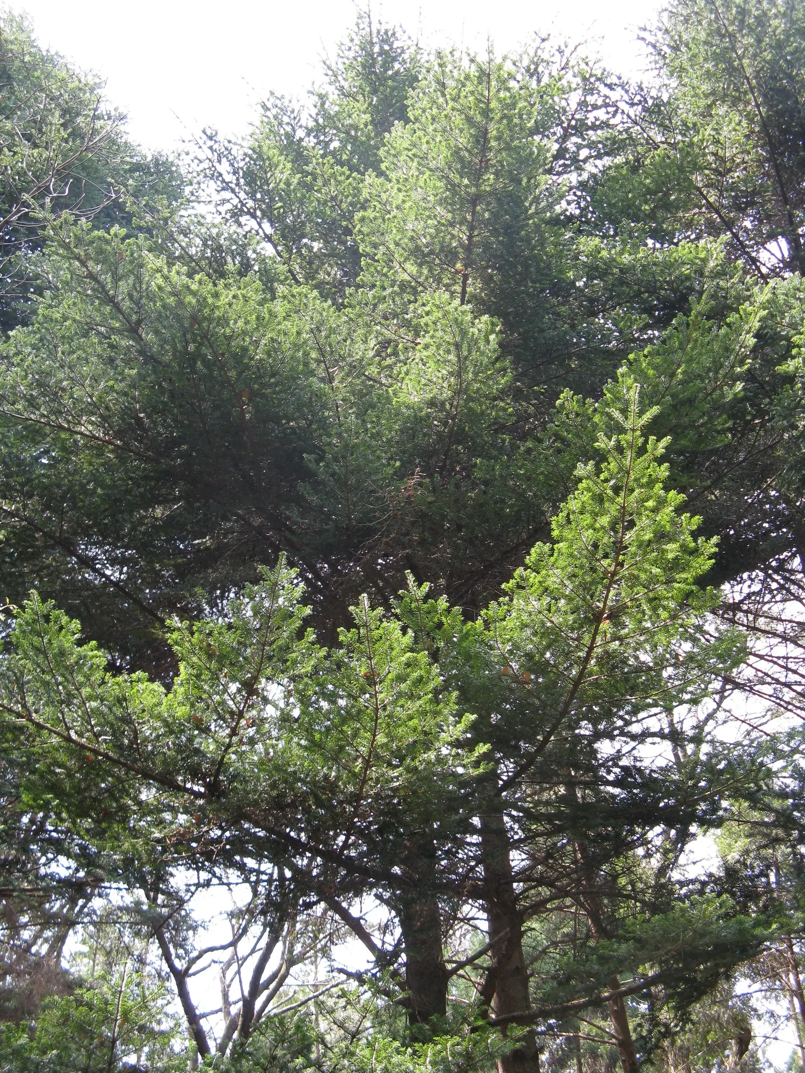 Momi Fir (Abies Firma) — when provided with ample space and the right conditions
