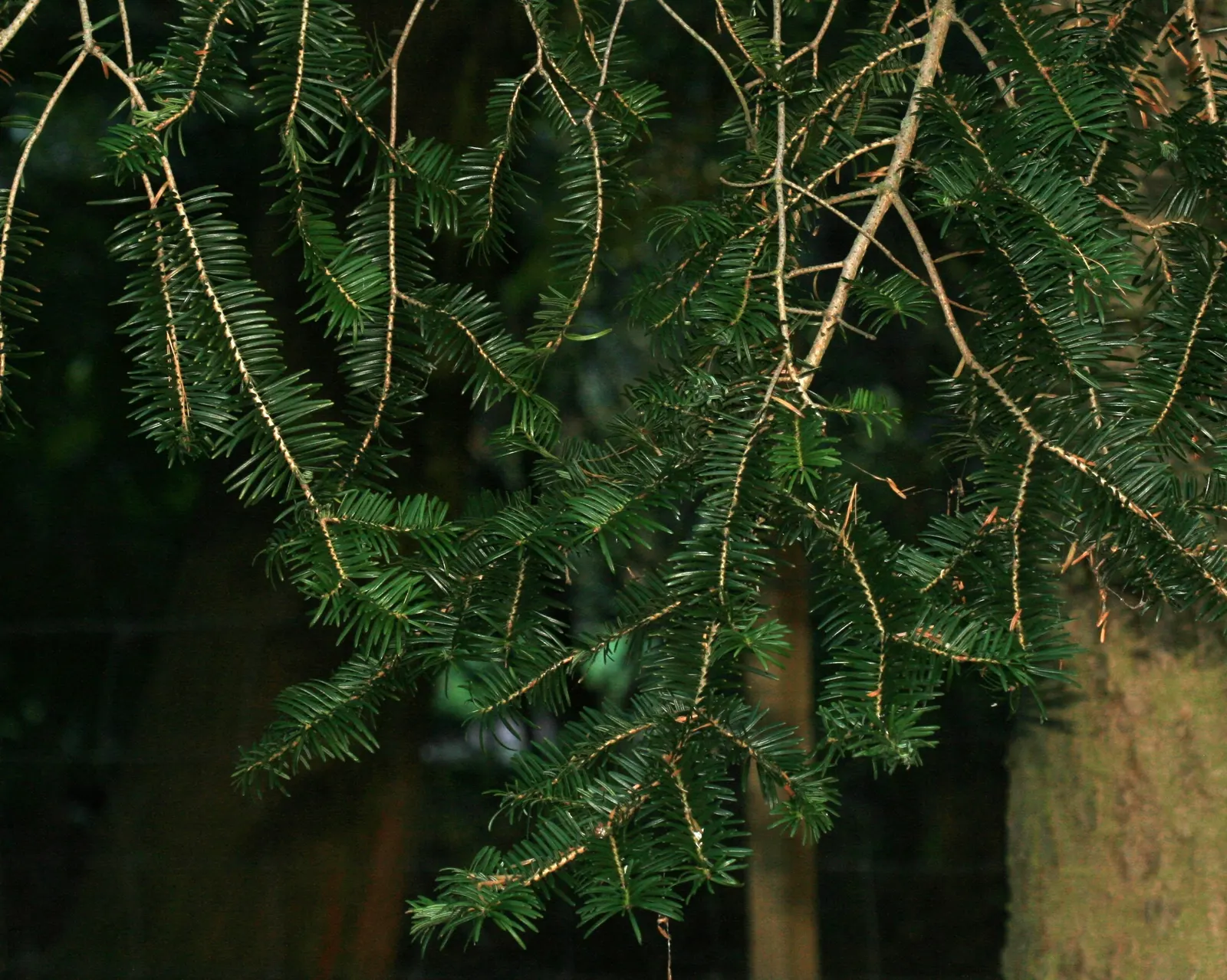 Momi Fir (Abies Firma) — is a stately conifer native to the forests of Japan
