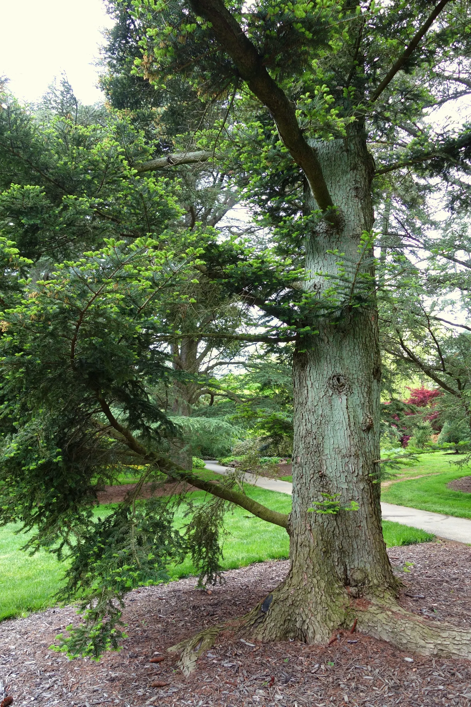 Momi Fir (Abies Firma) — Favored for its deep green, glossy needles and robustness against heat, it thrives in USDA zones 5-8