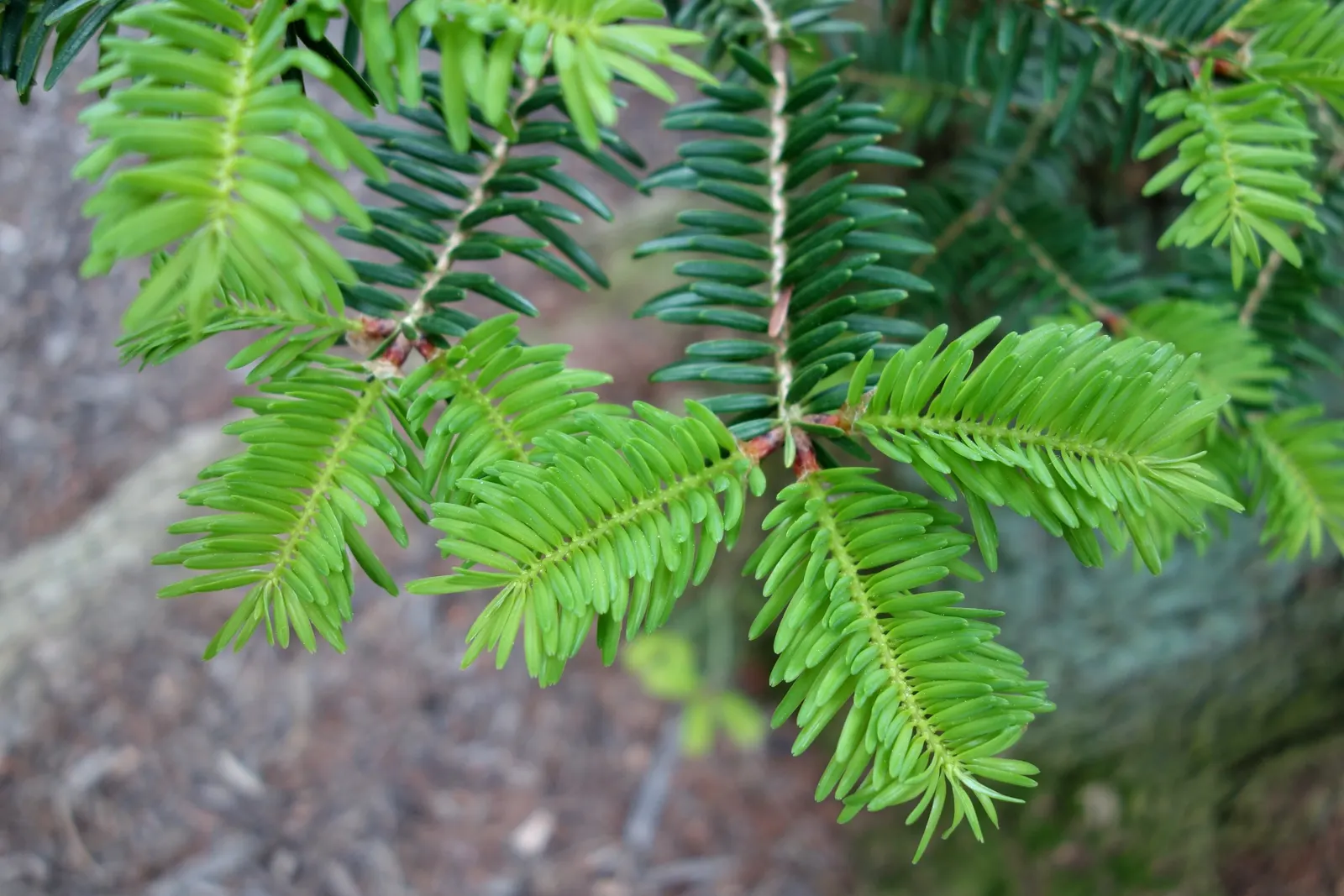 Momi Fir (Abies Firma) — Distinctive for its thick; is a stately conifer native to the forests of Japan