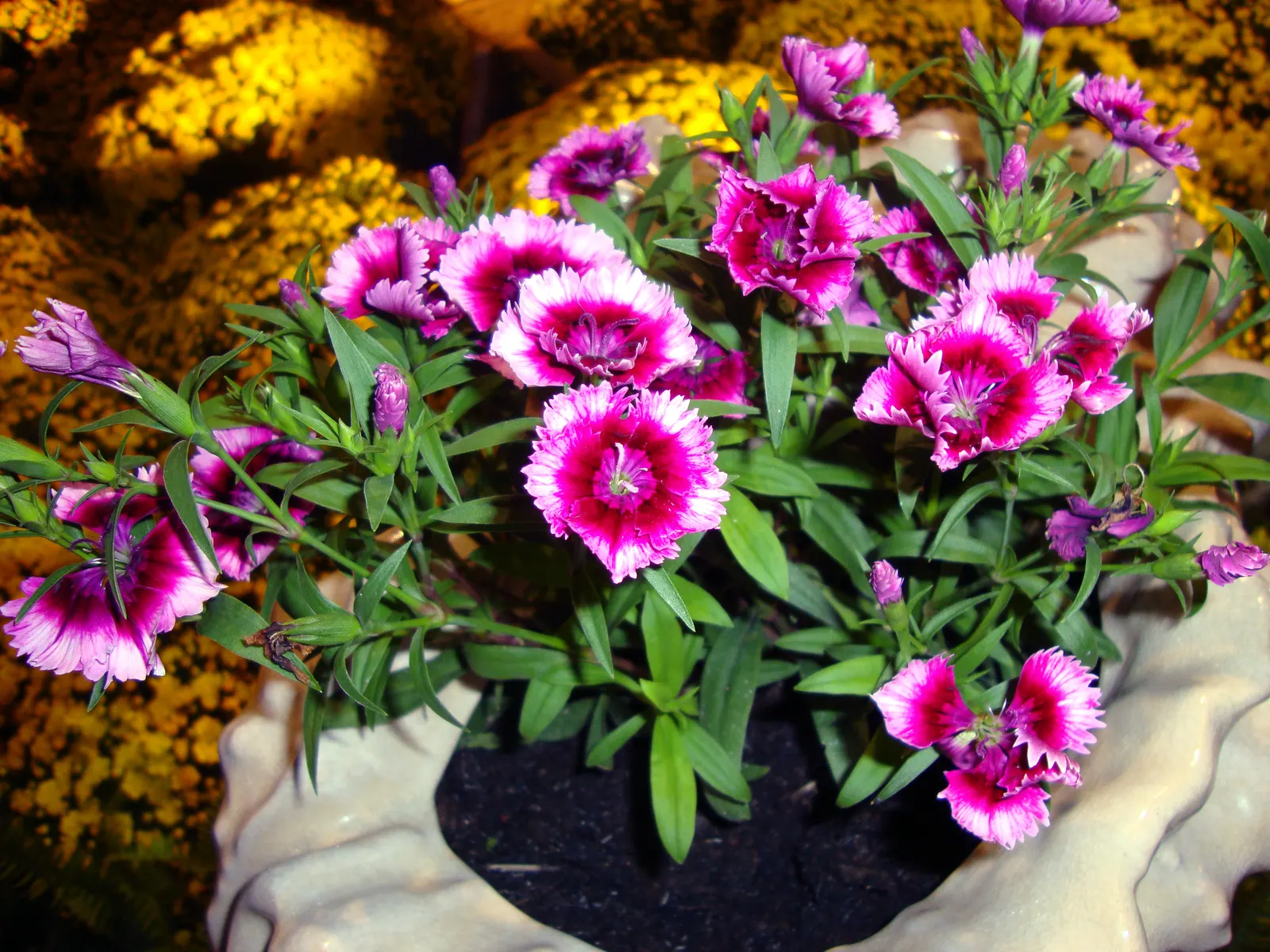 China Pinks (Dianthus Chinensis) — which is crucial for optimal bloom production