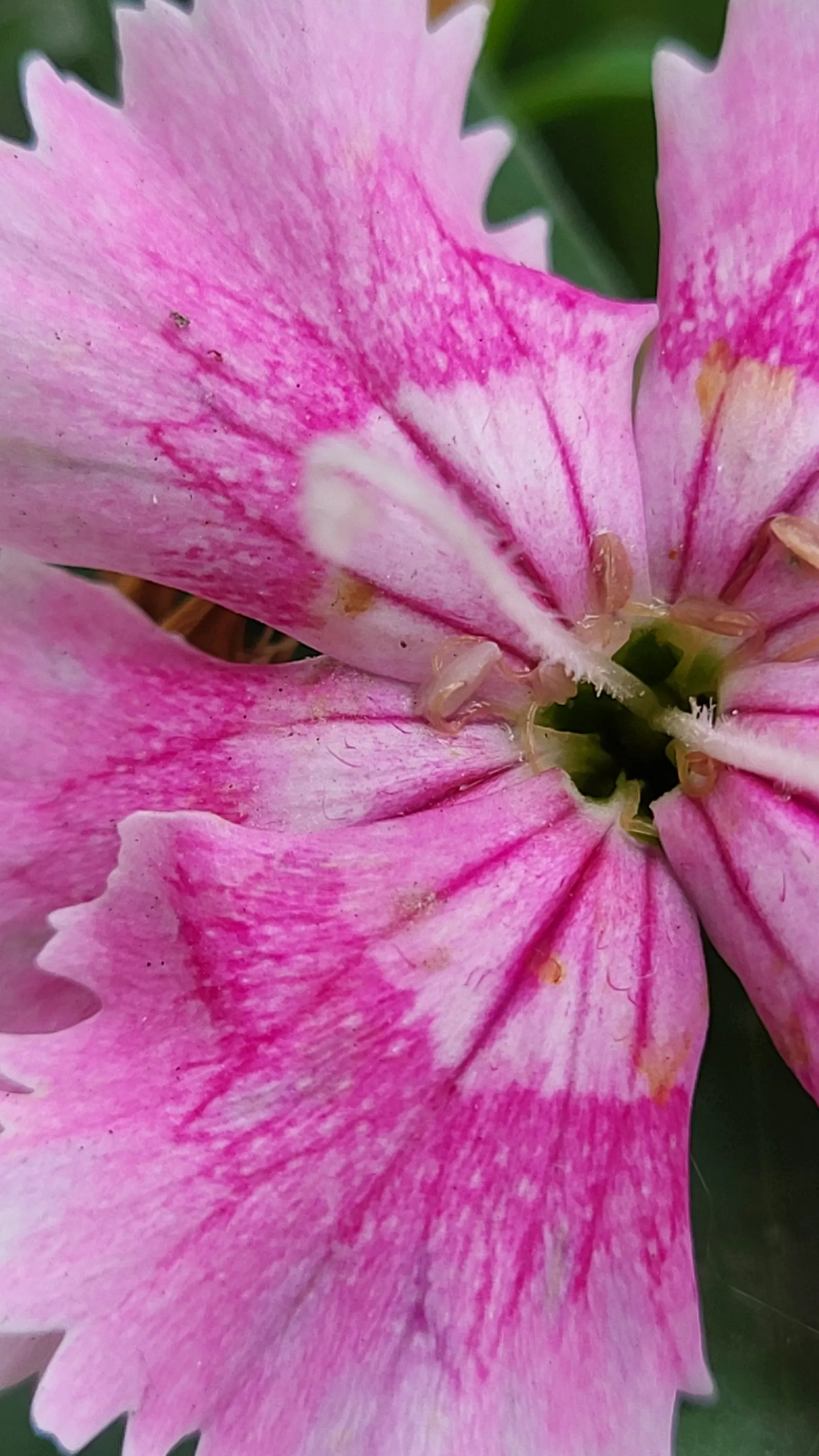 China Pinks (Dianthus Chinensis) — basking in at least 6 hours of direct sunlight per day; clove-scented blossoms on compact foliage