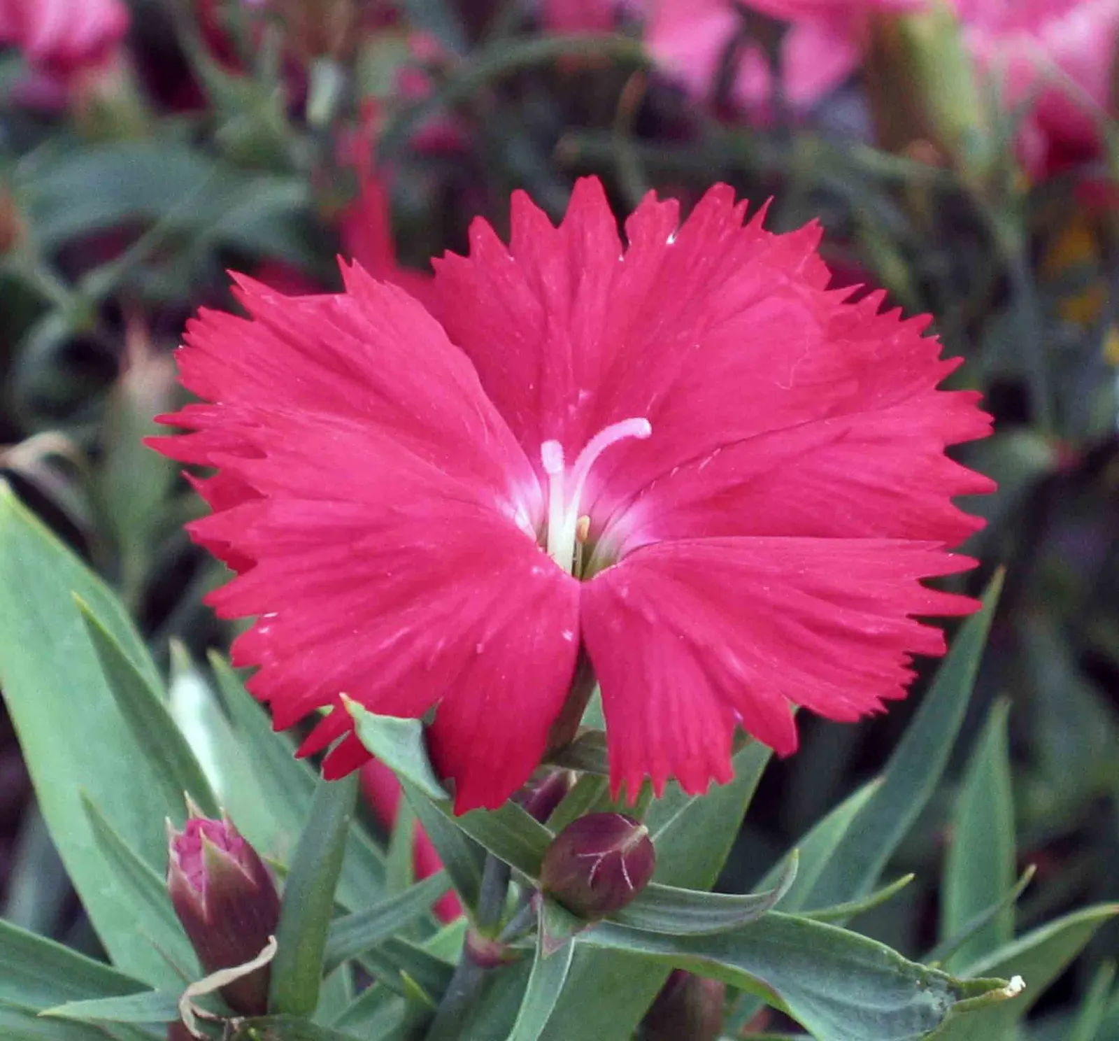 China Pinks (Dianthus Chinensis) — herbaceous perennials commonly esteemed for their vibrant display of color and strikingly fringed petals, image 66