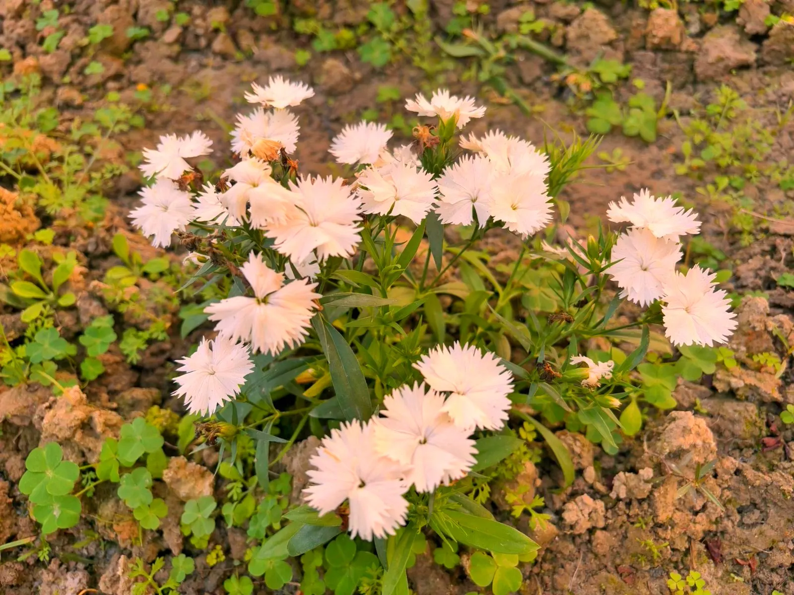 China Pinks (Dianthus Chinensis) — Regular watering is fundamental; evergreen mat that contributes to its allure as a ground cover, image 74