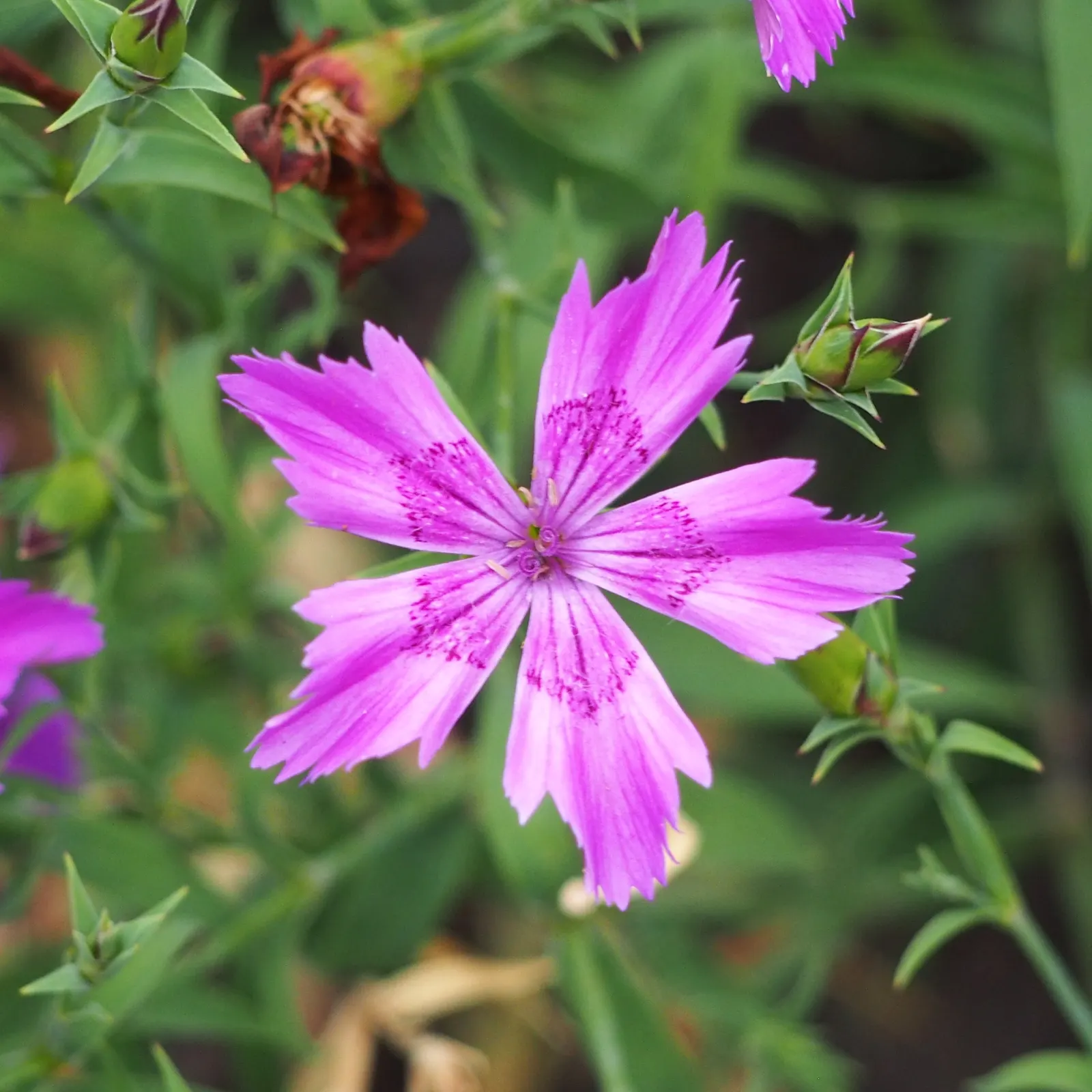 China Pinks (Dianthus Chinensis) — China Pinks typically achieve a modest stature, reaching heights of 6 to 12 inches with a similar spread; regular watering