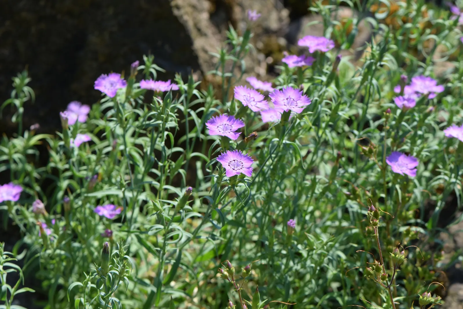 China Pinks (Dianthus Chinensis) — herbaceous perennials commonly esteemed for their vibrant display of color and strikingly fringed petals; ensuring a