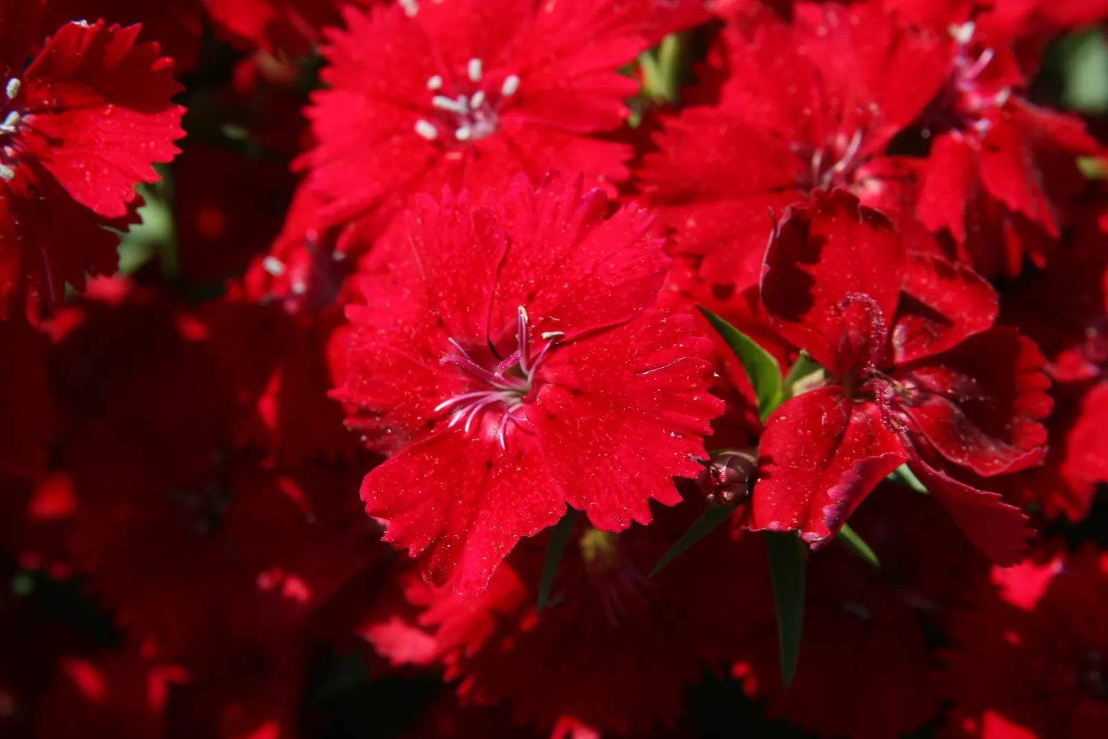 China Pinks (Dianthus Chinensis) — basking in at least 6 hours of direct sunlight per day