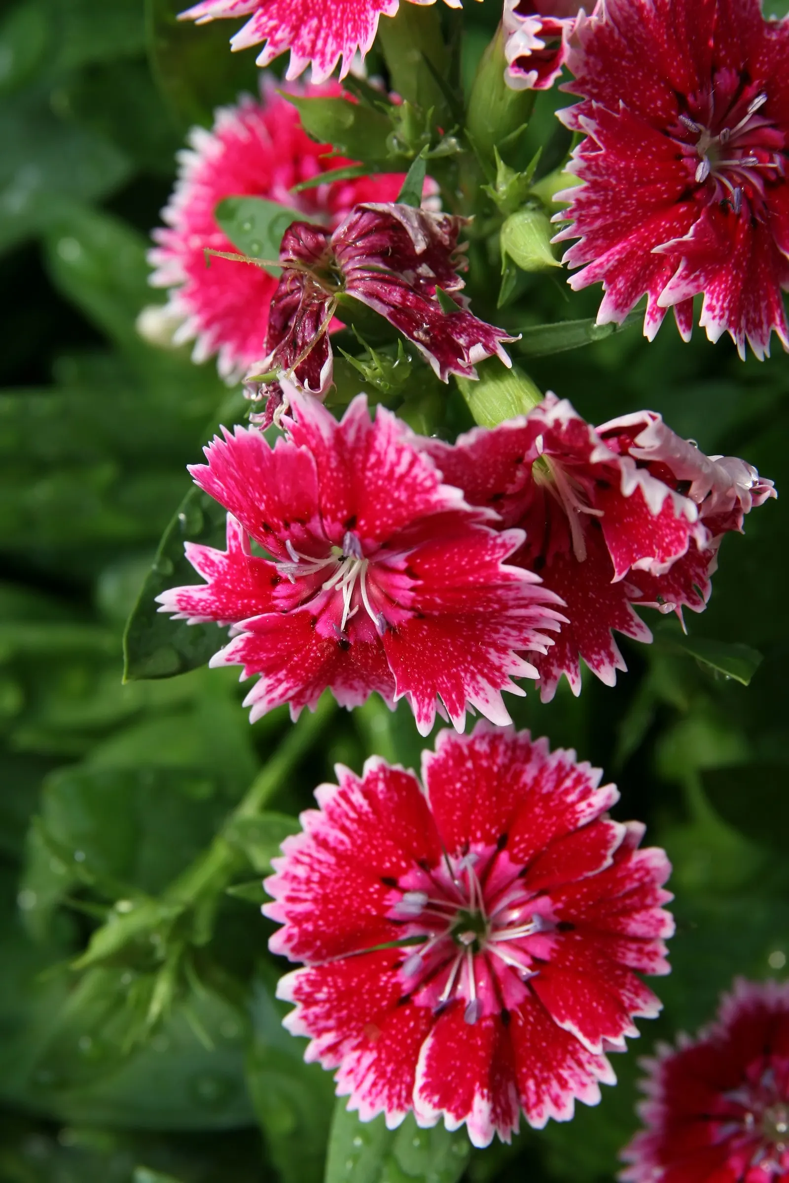 China Pinks (Dianthus Chinensis) — They are adaptable to a range of well-draining soil types but thrive in loamy, slightly alkaline soil, image 44