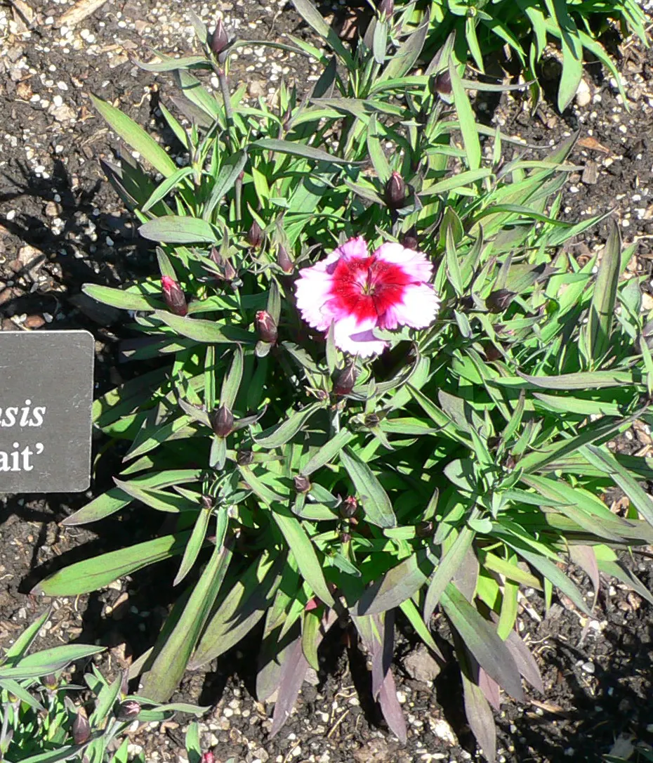 China Pinks (Dianthus Chinensis) — Incorporating China Pinks into borders, rockeries, or as an edging plant can create striking visual impacts; pink flowers in
