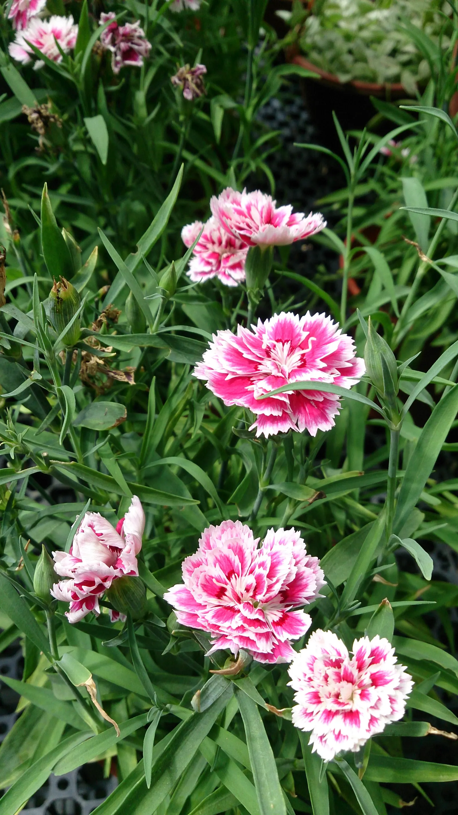 China Pinks (Dianthus Chinensis) — Regular watering is fundamental; evergreen mat that contributes to its allure as a ground cover option.<br><br>Easy to