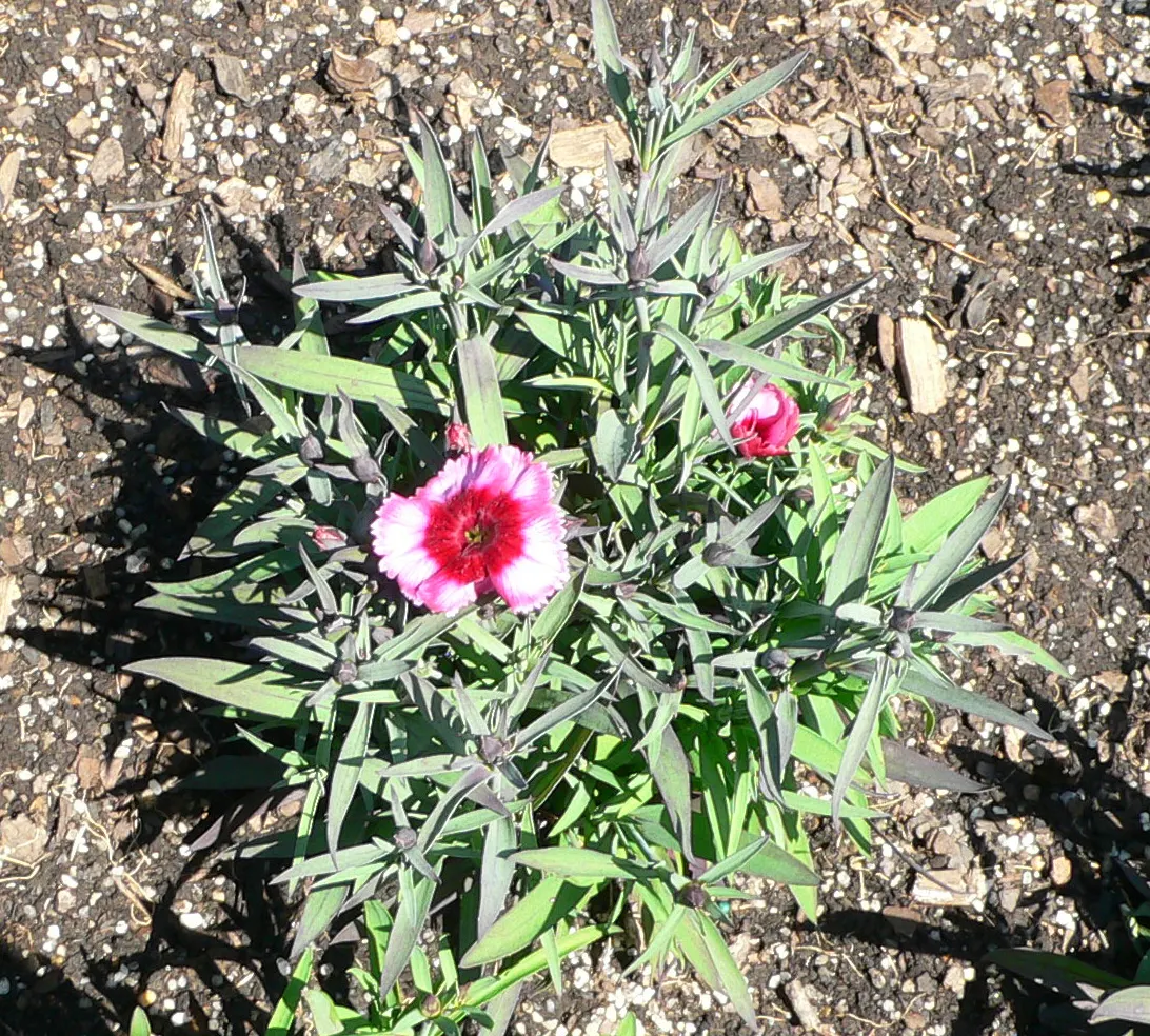 China Pinks (Dianthus Chinensis) — the China Pink's foliage forms a dense; biennial with pink blooms