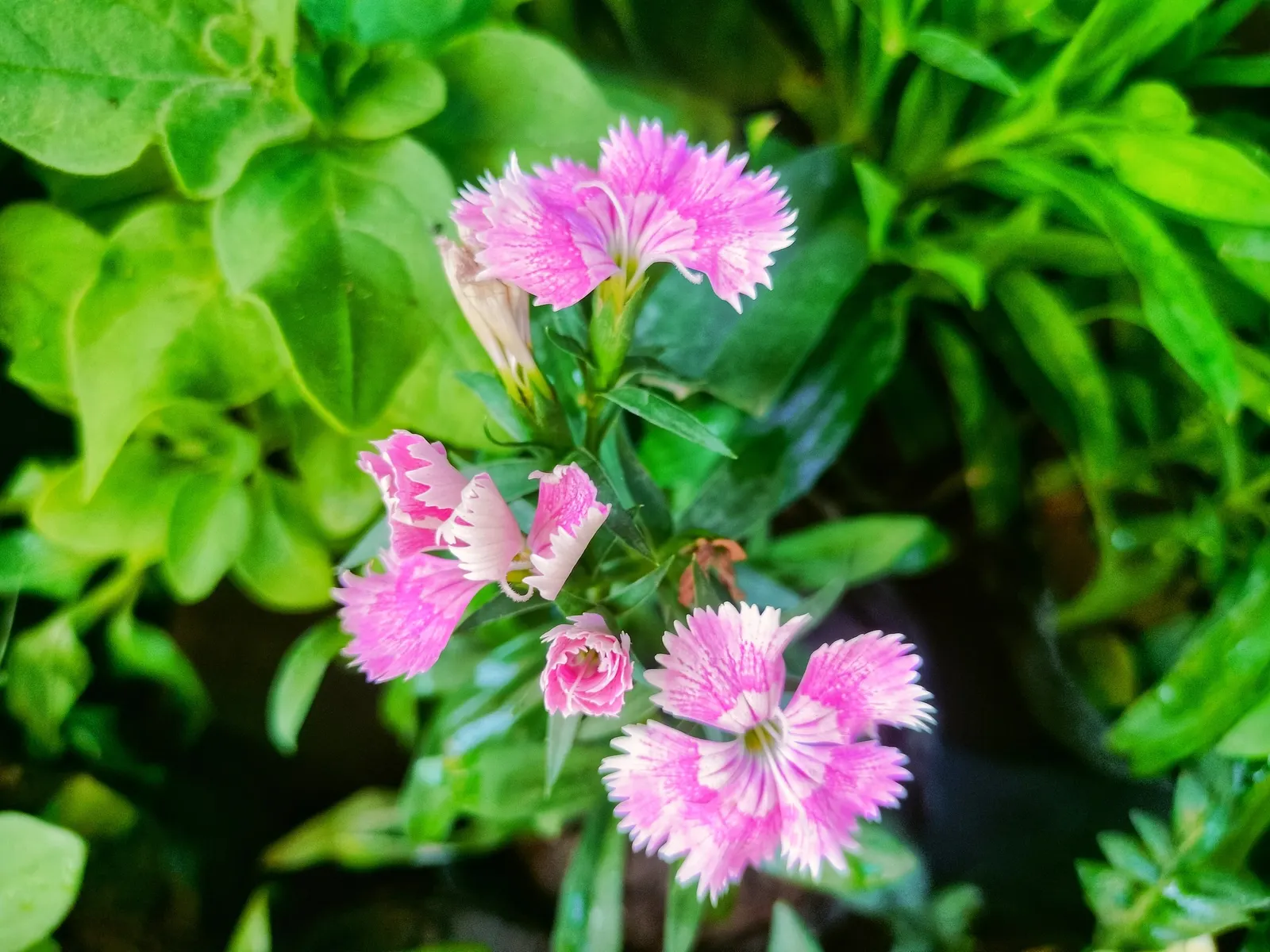 China Pinks (Dianthus Chinensis) — They are adaptable to a range of well-draining soil types but thrive in loamy, slightly alkaline soil