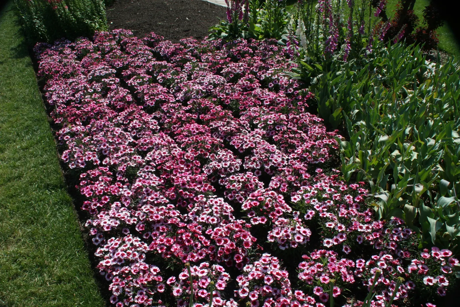 China Pinks (Dianthus Chinensis) — They can also shine in container gardening, adding an element of versatility to their use in landscape design