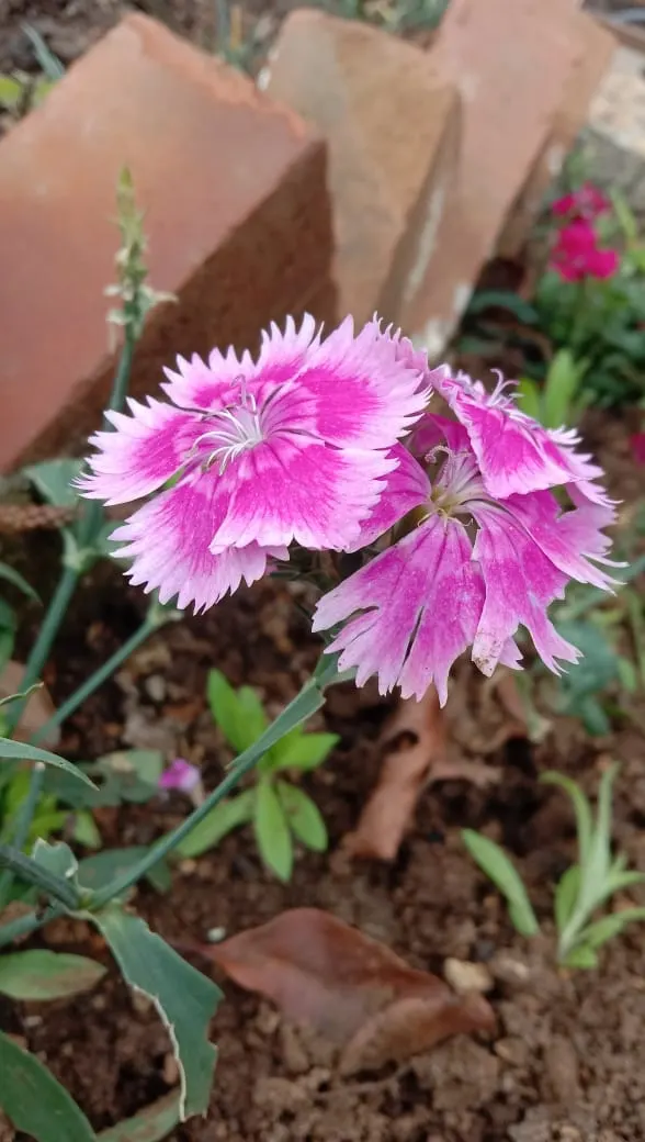 China Pinks (Dianthus Chinensis) — providing an elongated period of interest; biennial for full or half