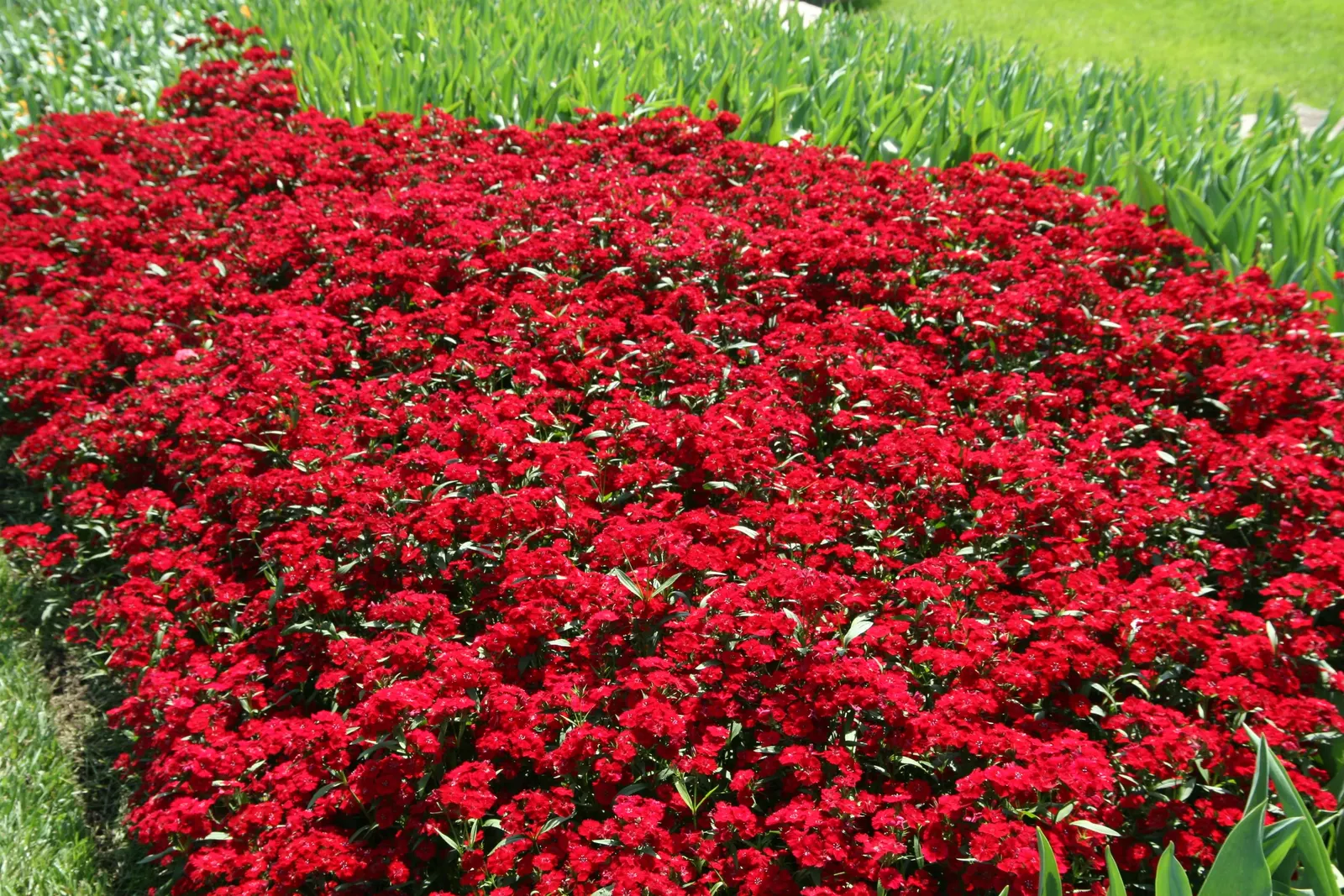 China Pinks (Dianthus Chinensis) — Regular watering is fundamental
