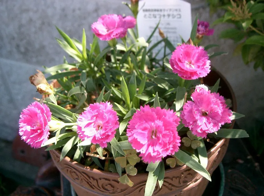 China Pinks (Dianthus Chinensis) — Space 8-12 inches apart for a colorful, fragrant addition to any garden display