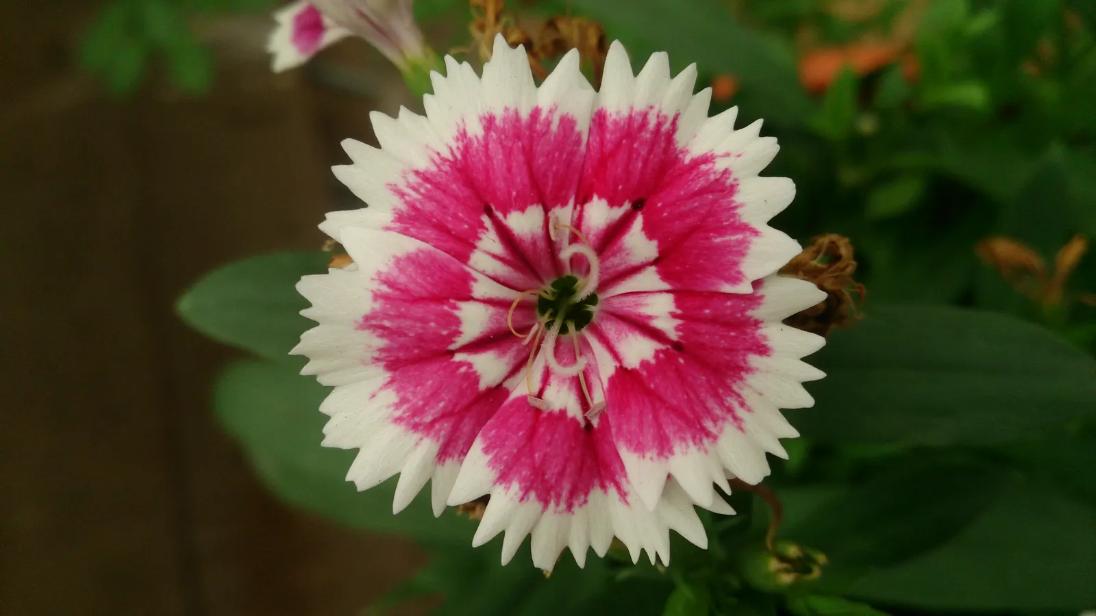 China Pinks (Dianthus Chinensis) — This perennial thrives in full sun, well-drained soil, and is hardy in zones 6-9