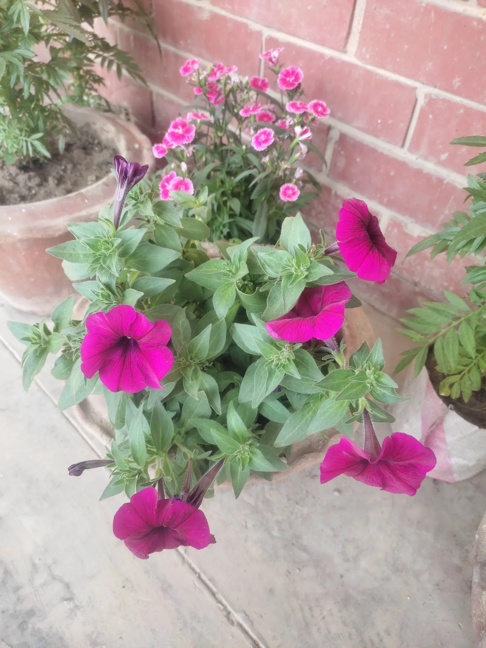 China Pinks (Dianthus Chinensis) — come in hues spanning white