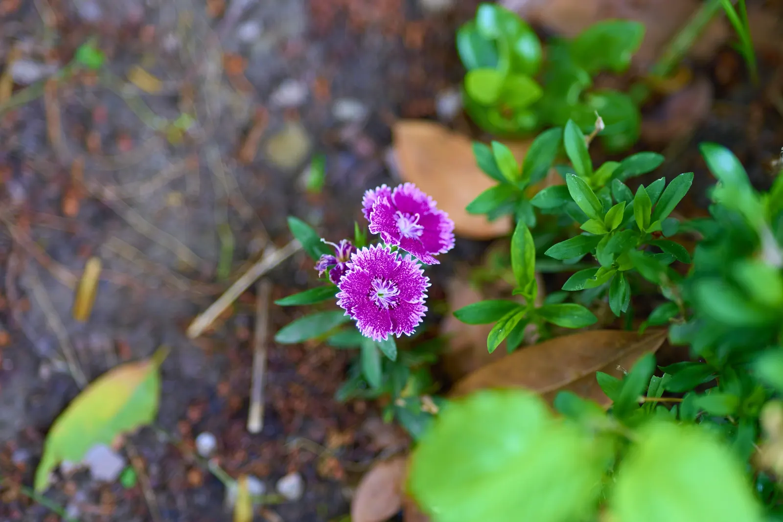 China Pinks (Dianthus Chinensis) — biennial for full or half