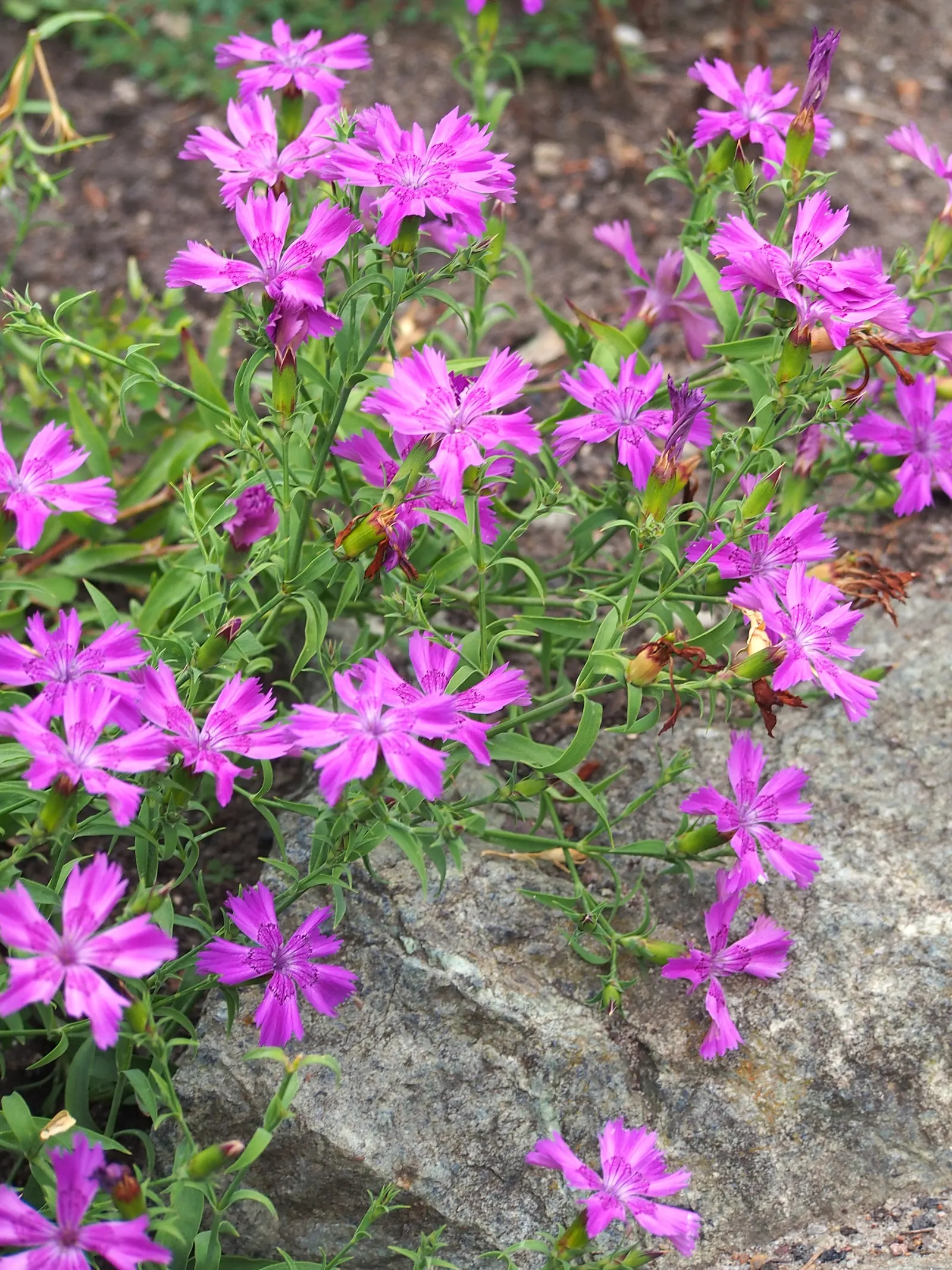 China Pinks (Dianthus Chinensis) — scientifically referred to as Dianthus chinensis; providing an elongated period of interest