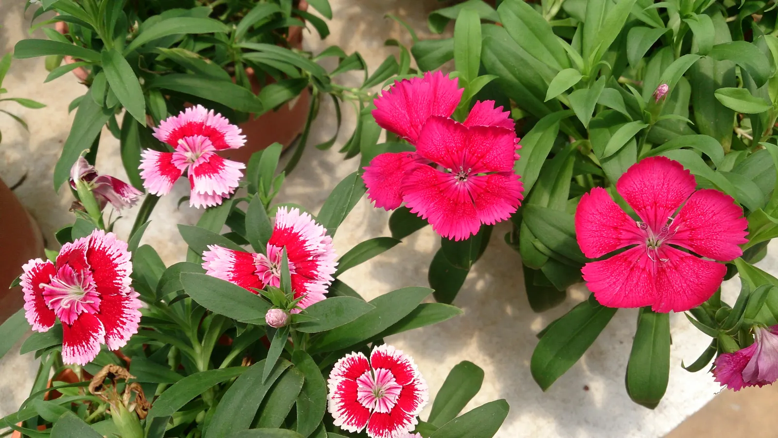 China Pinks (Dianthus Chinensis) — providing an elongated period of interest; biennial for full or half, image 75