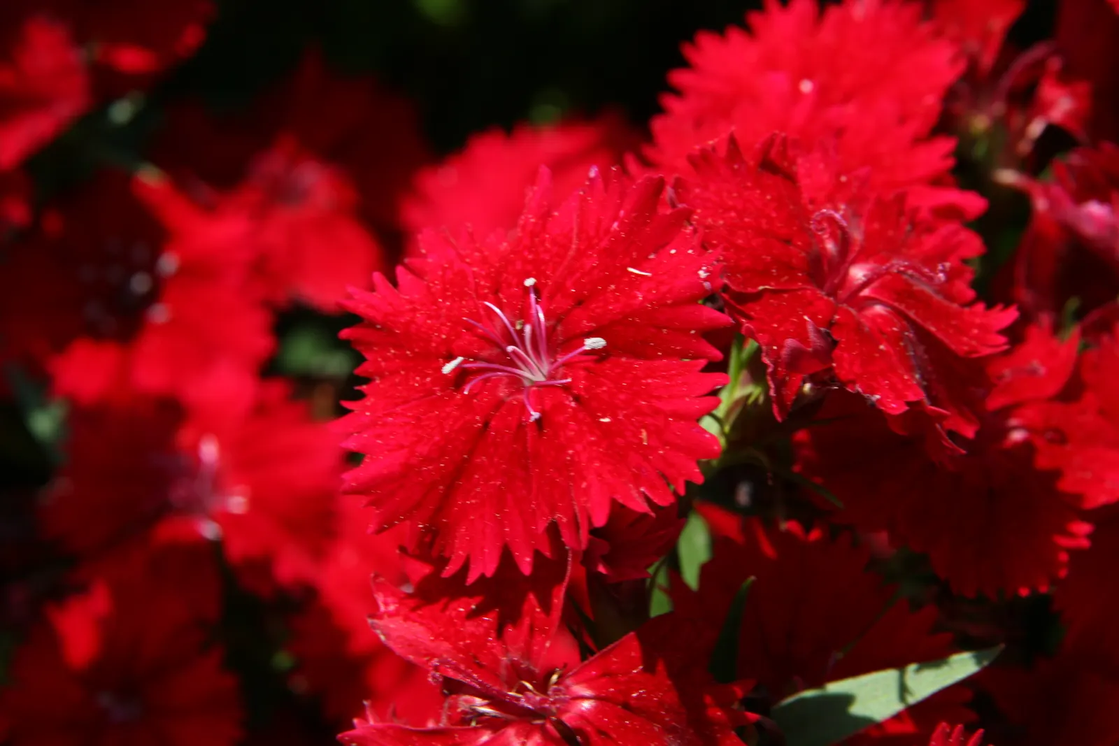 China Pinks (Dianthus Chinensis) — herbaceous perennials commonly esteemed for their vibrant display of color and strikingly fringed petals