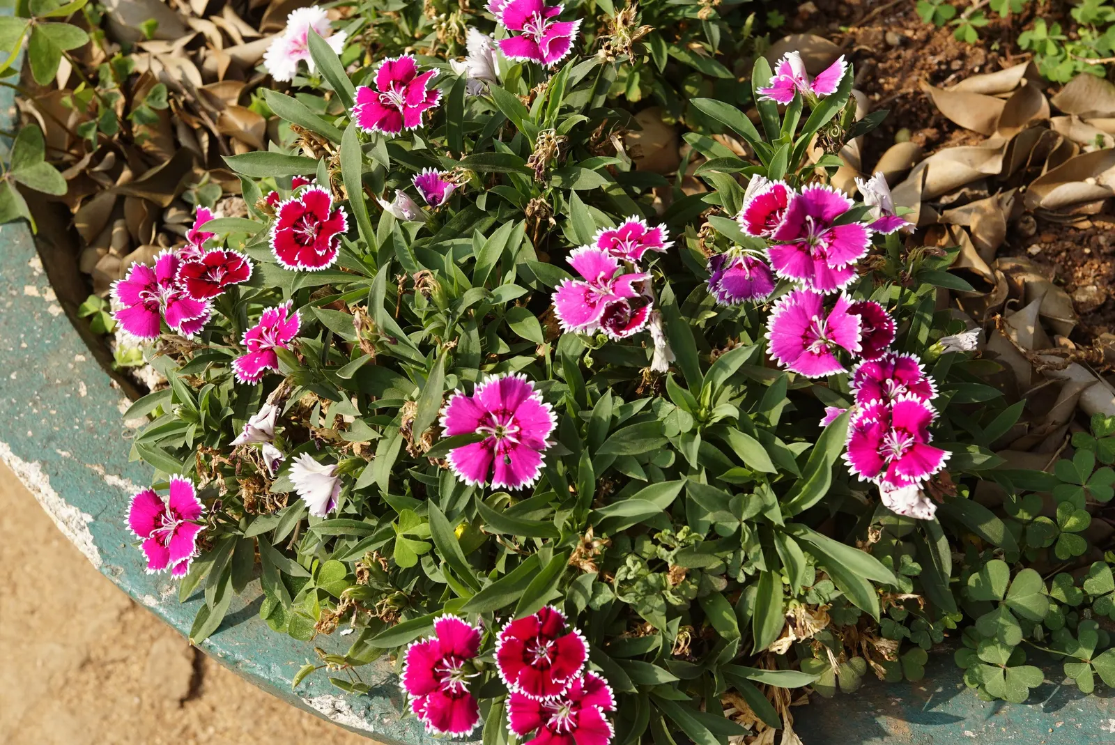 China Pinks (Dianthus Chinensis) — biennial with pink blooms