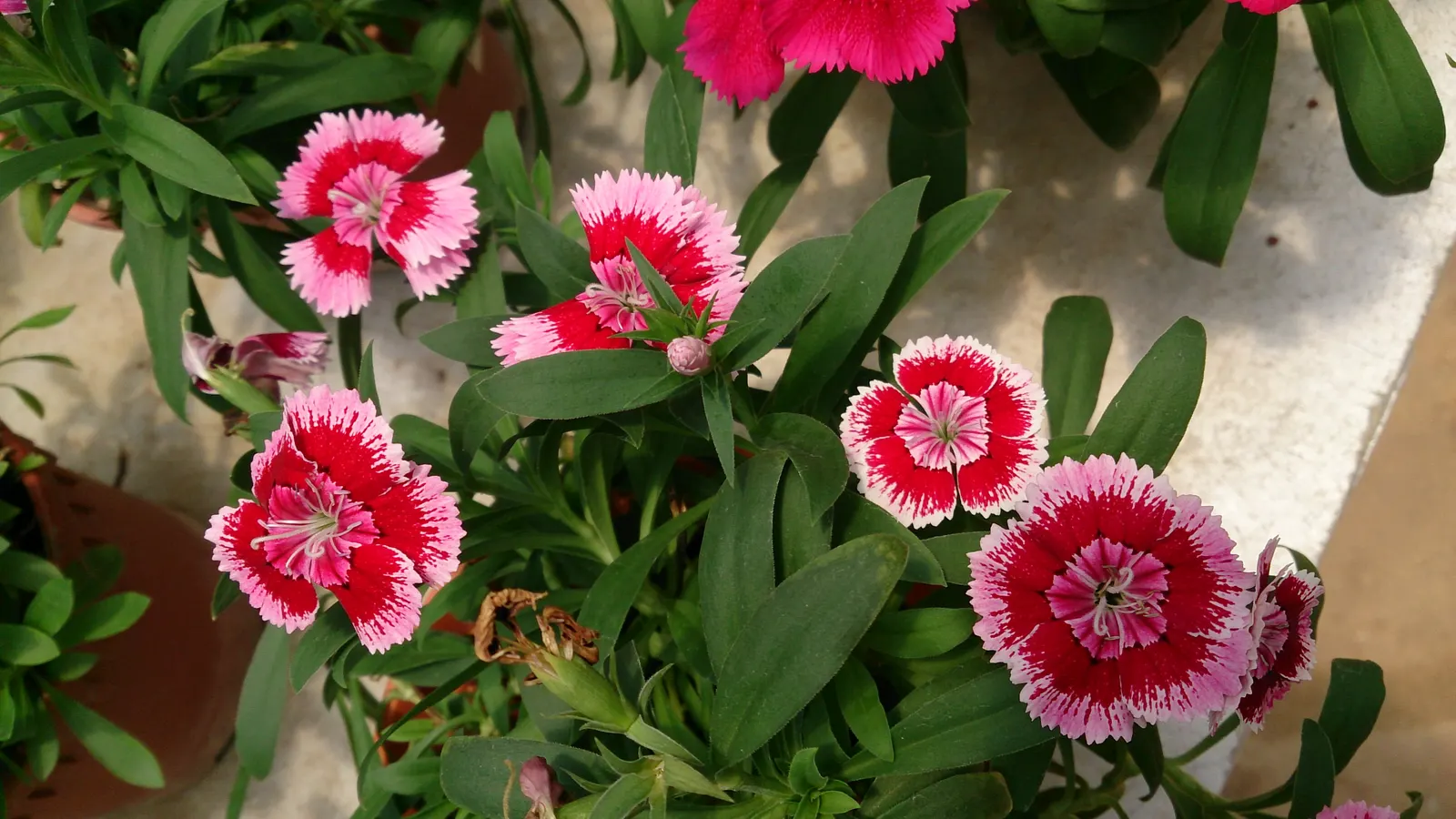 China Pinks (Dianthus Chinensis) — often singularly perched atop slender stems; scientifically referred to as Dianthus chinensis, image 76