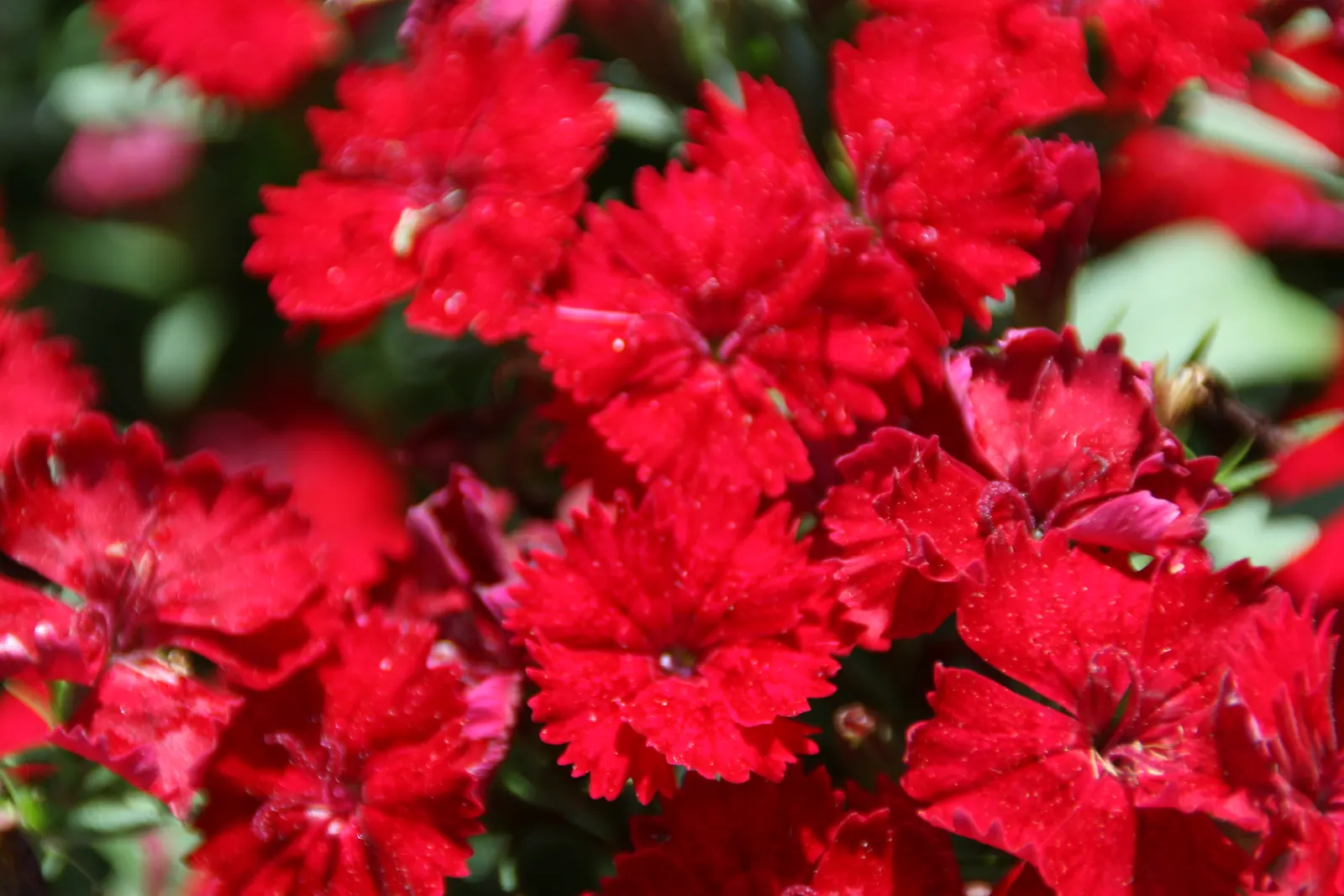 China Pinks (Dianthus Chinensis) — often singularly perched atop slender stems
