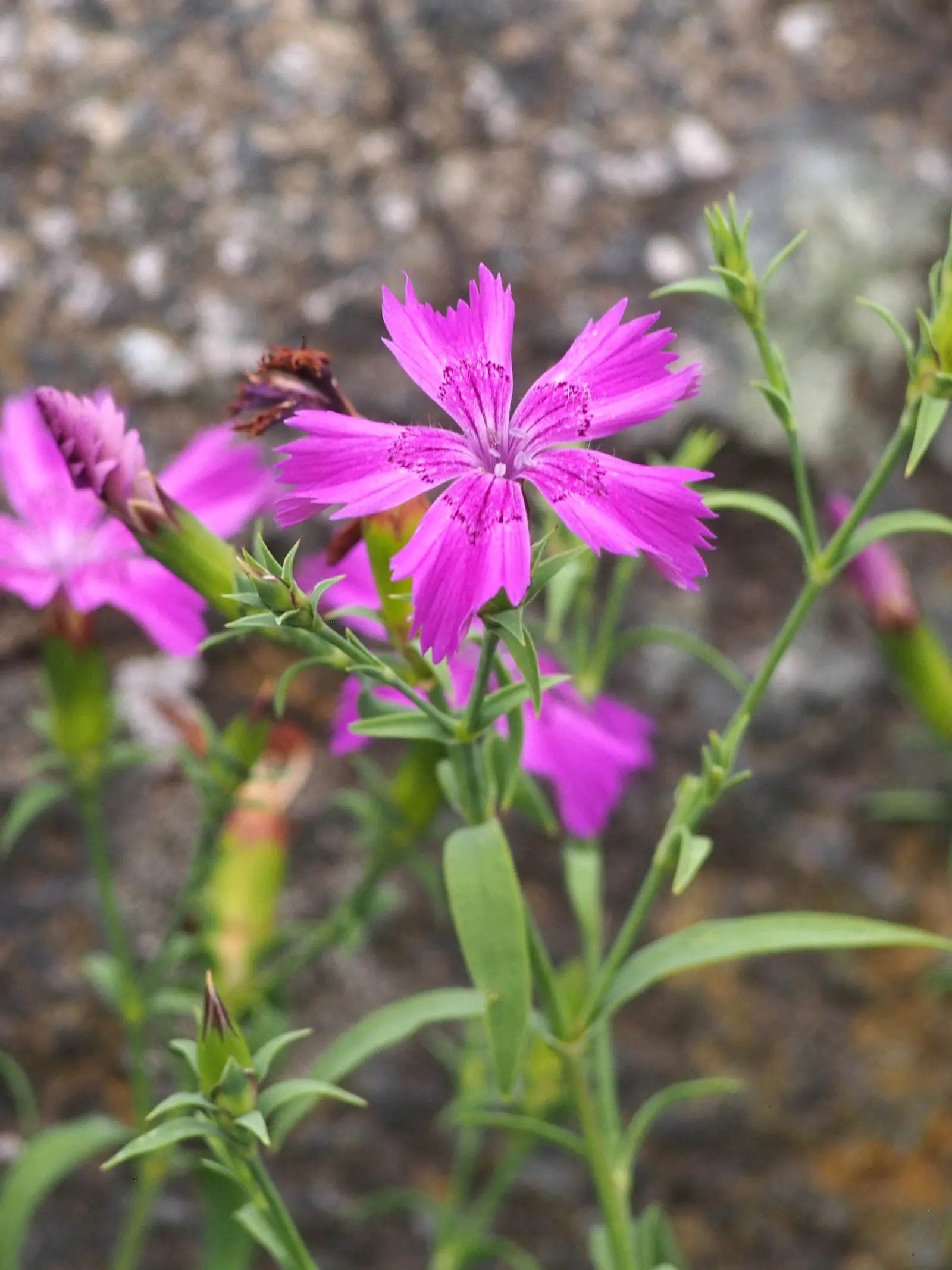 China Pinks (Dianthus Chinensis) — these flowers yield a cottage charm that appeals to a diverse range of landscape designs; a mainstay in many gardens