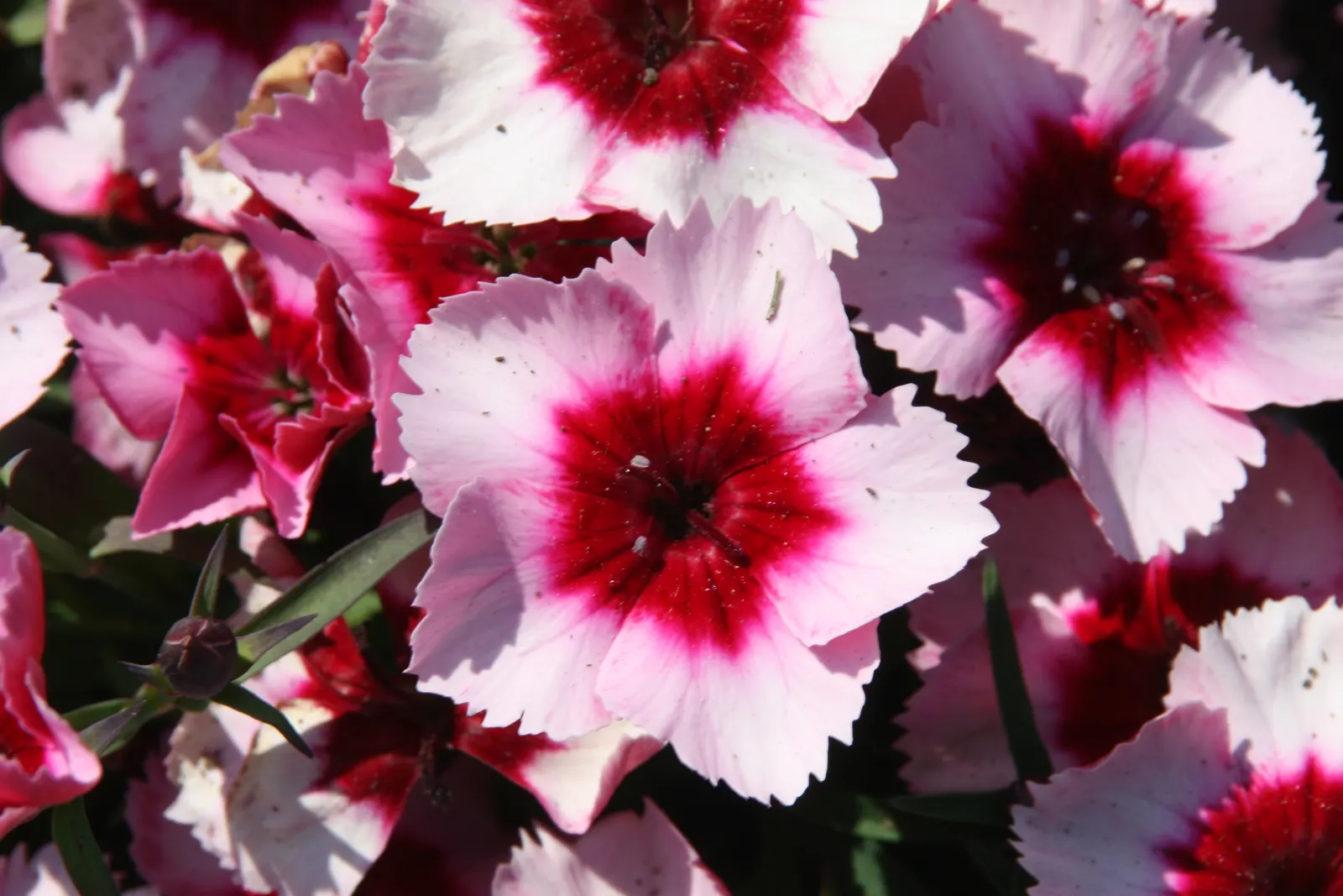 China Pinks (Dianthus Chinensis) — providing an elongated period of interest