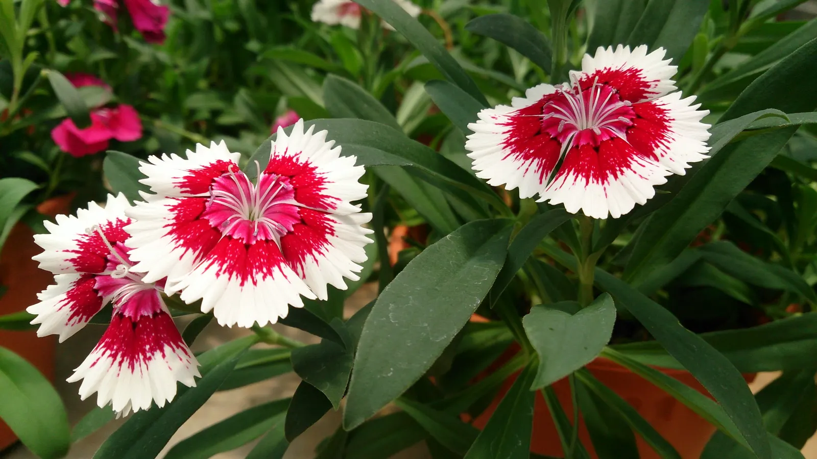 China Pinks (Dianthus Chinensis) — ensuring a low-maintenance option for the discerning gardener or landscape architect; with some varieties featuring a