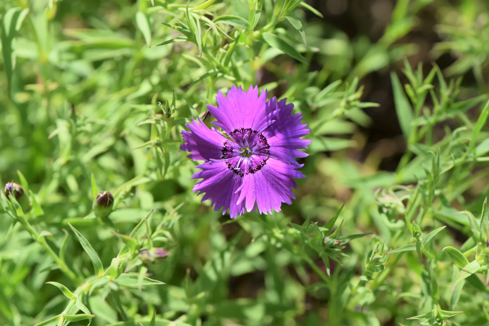 China Pinks (Dianthus Chinensis) — Space 8-12 inches apart for a colorful, fragrant addition to any garden display; these flowers yield a cottage charm that