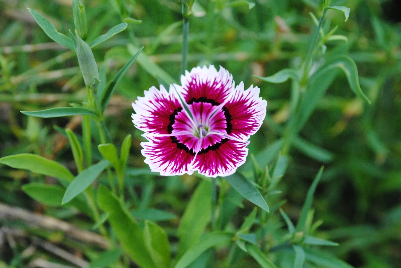 China Pinks (Dianthus Chinensis) — A mainstay in many gardens