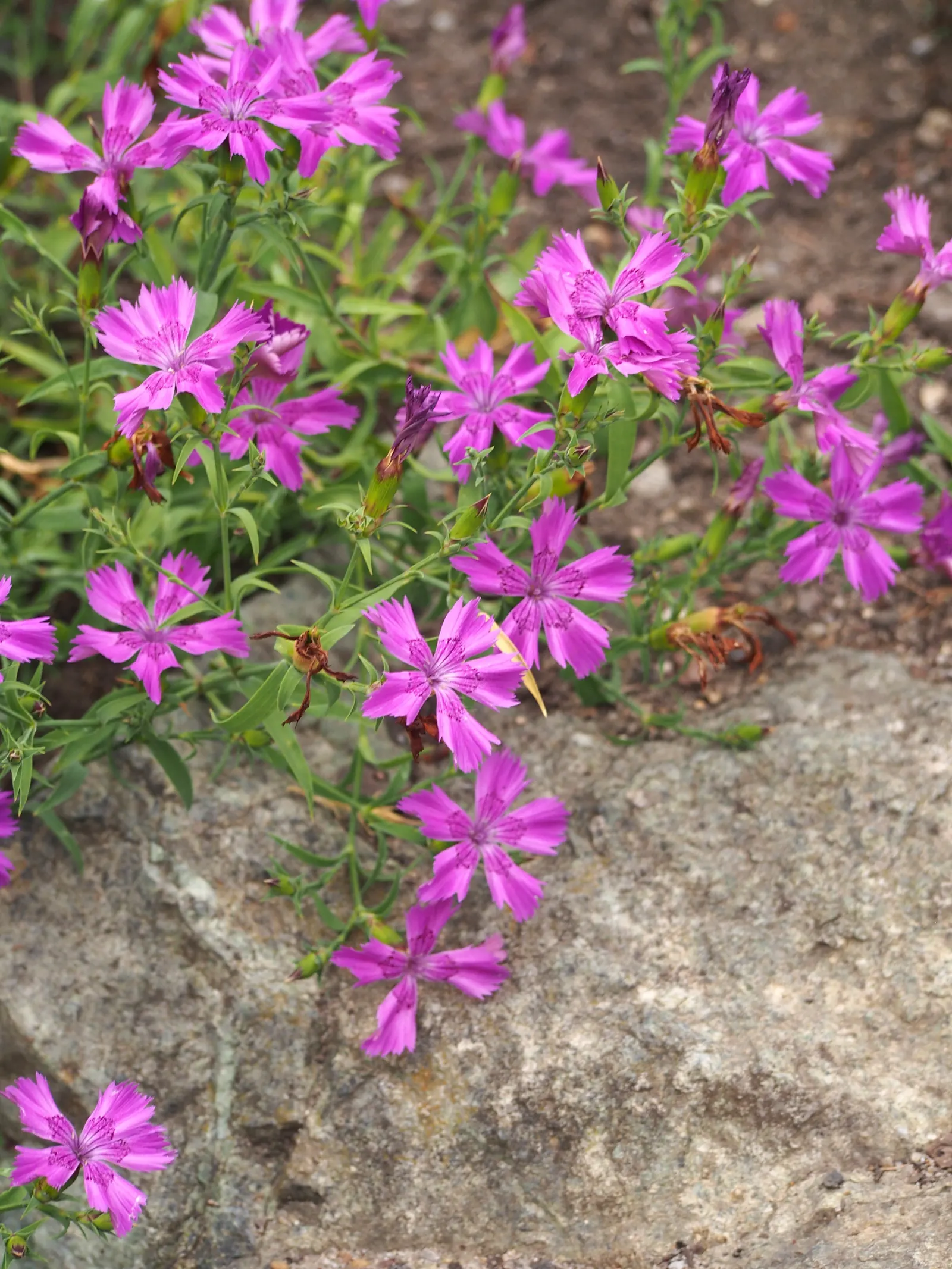 China Pinks (Dianthus Chinensis) — which is crucial for optimal bloom production; herbaceous perennials commonly esteemed for their vibrant display of color
